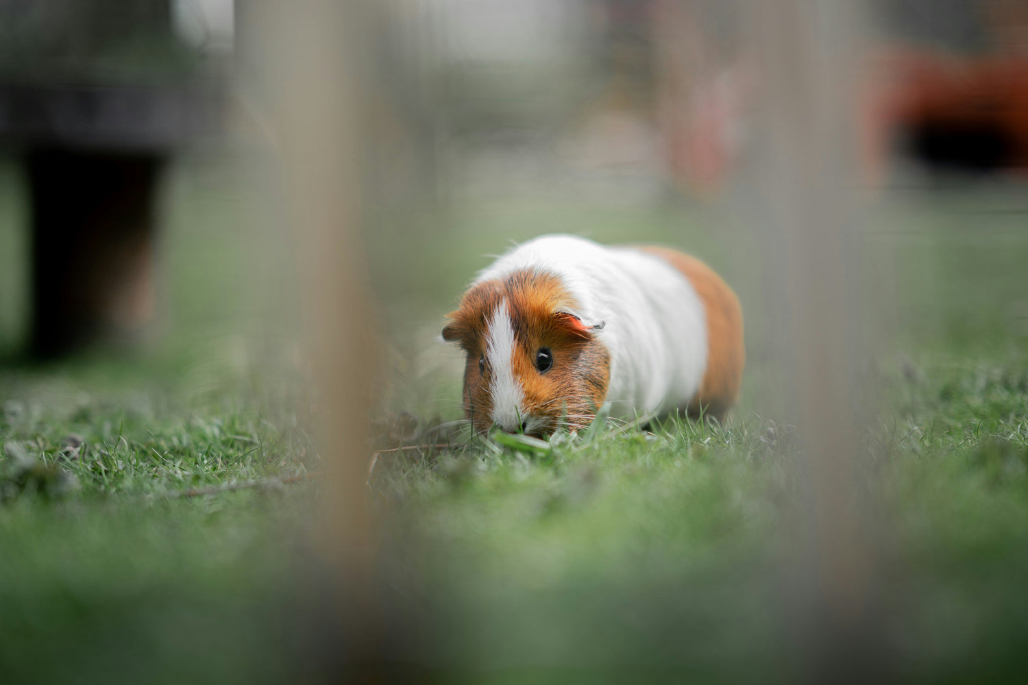  guinea pig in the fields