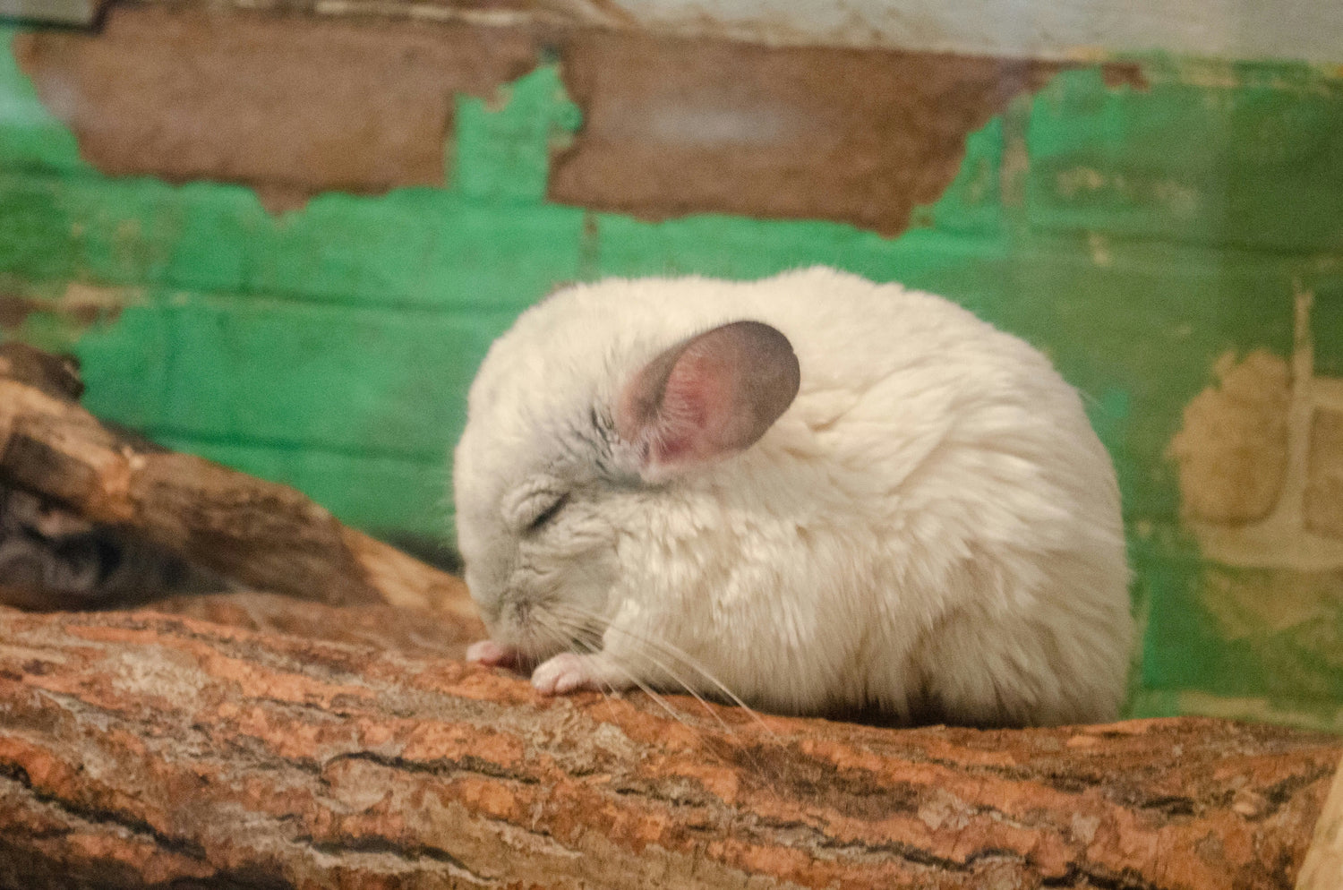 White Chinchilla Sleeping