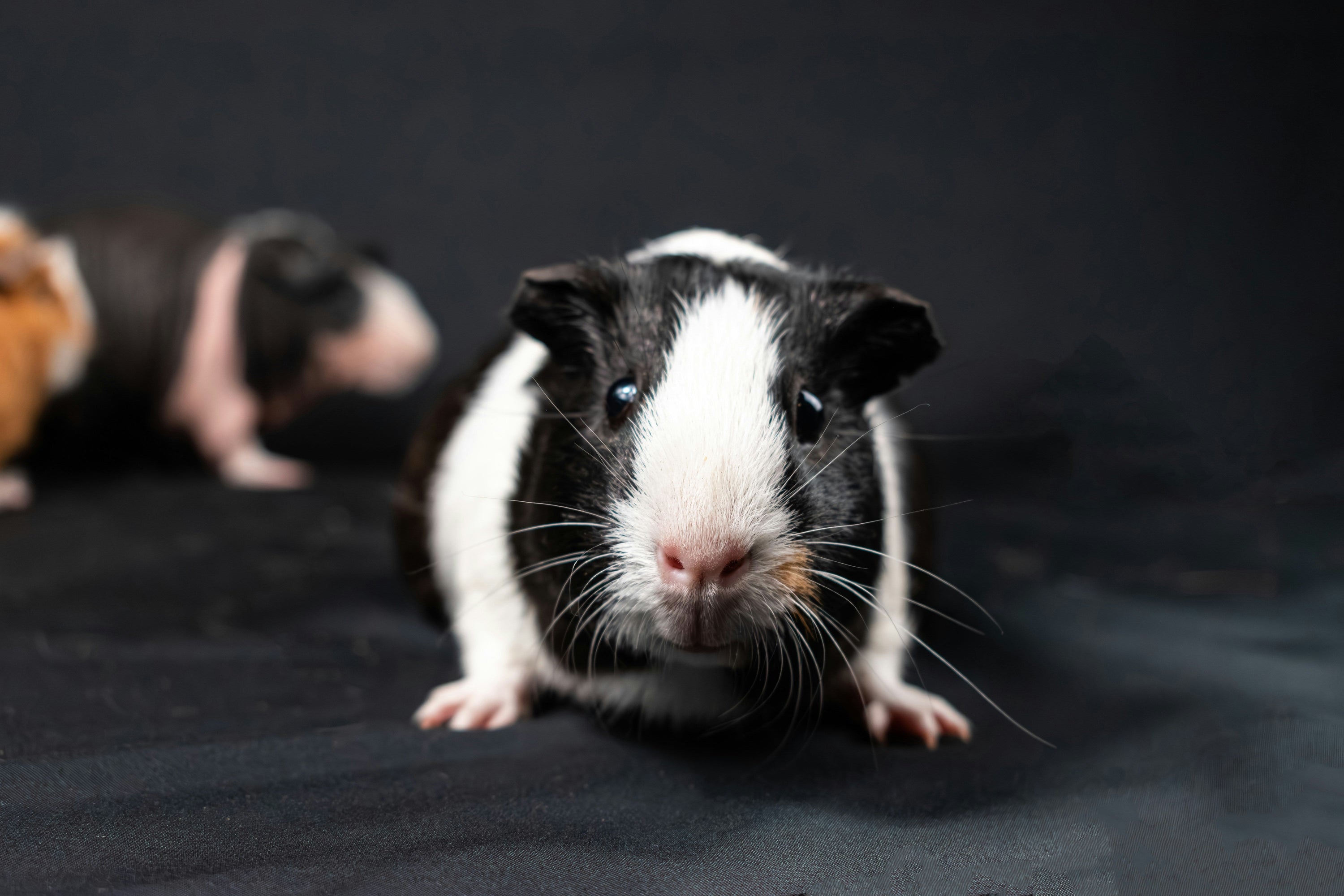 Guinea pig enjoying safe natural treats like pea flakes, forage mixes, and sprays