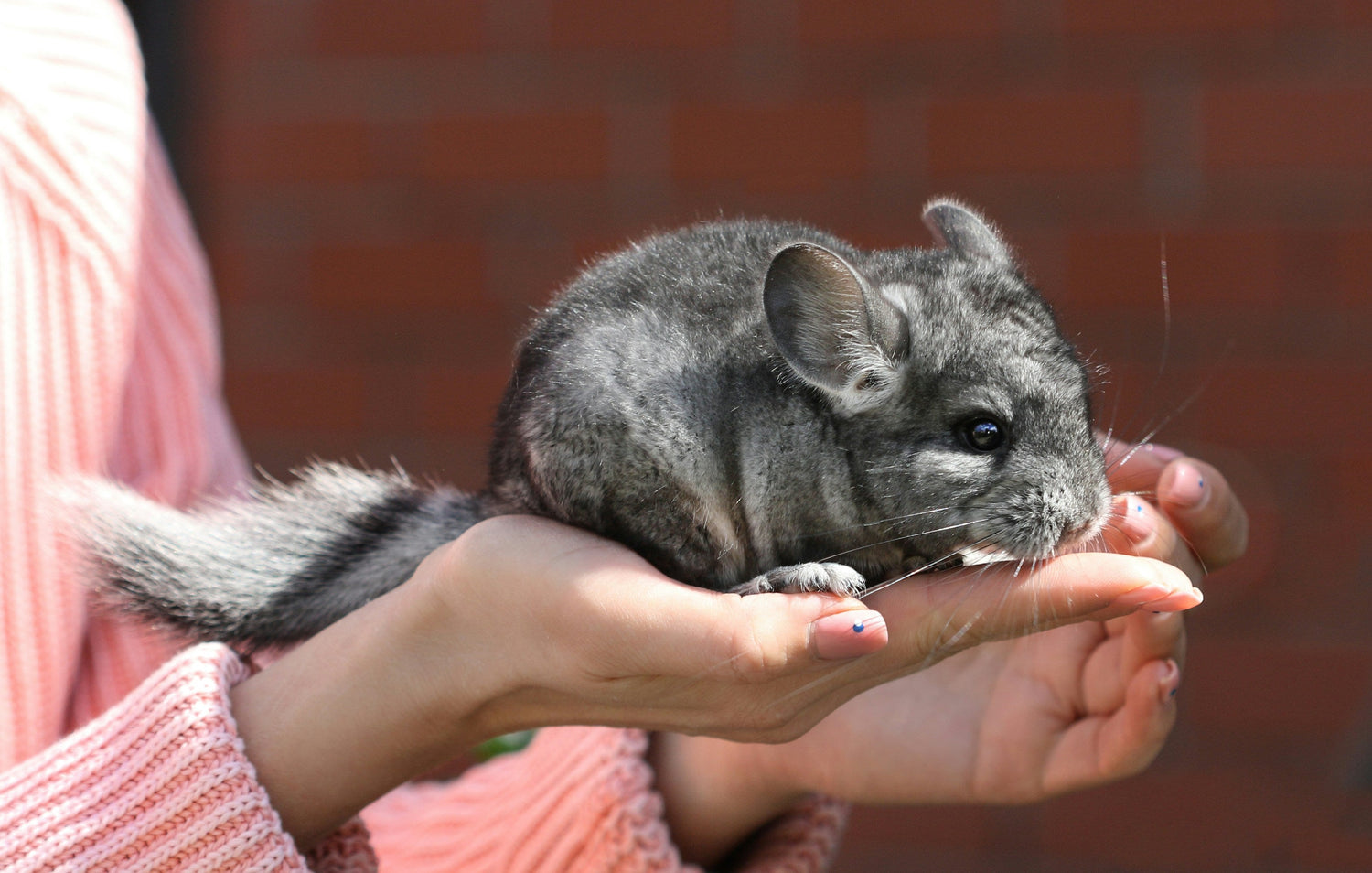 Grey Chinchilla On Human Hand