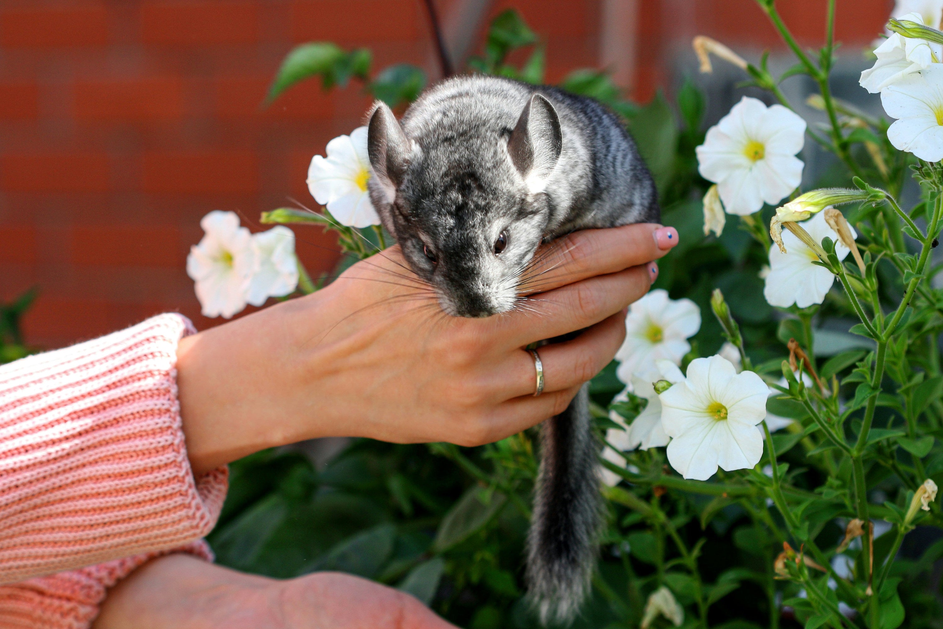 Chinchilla On Human Hand