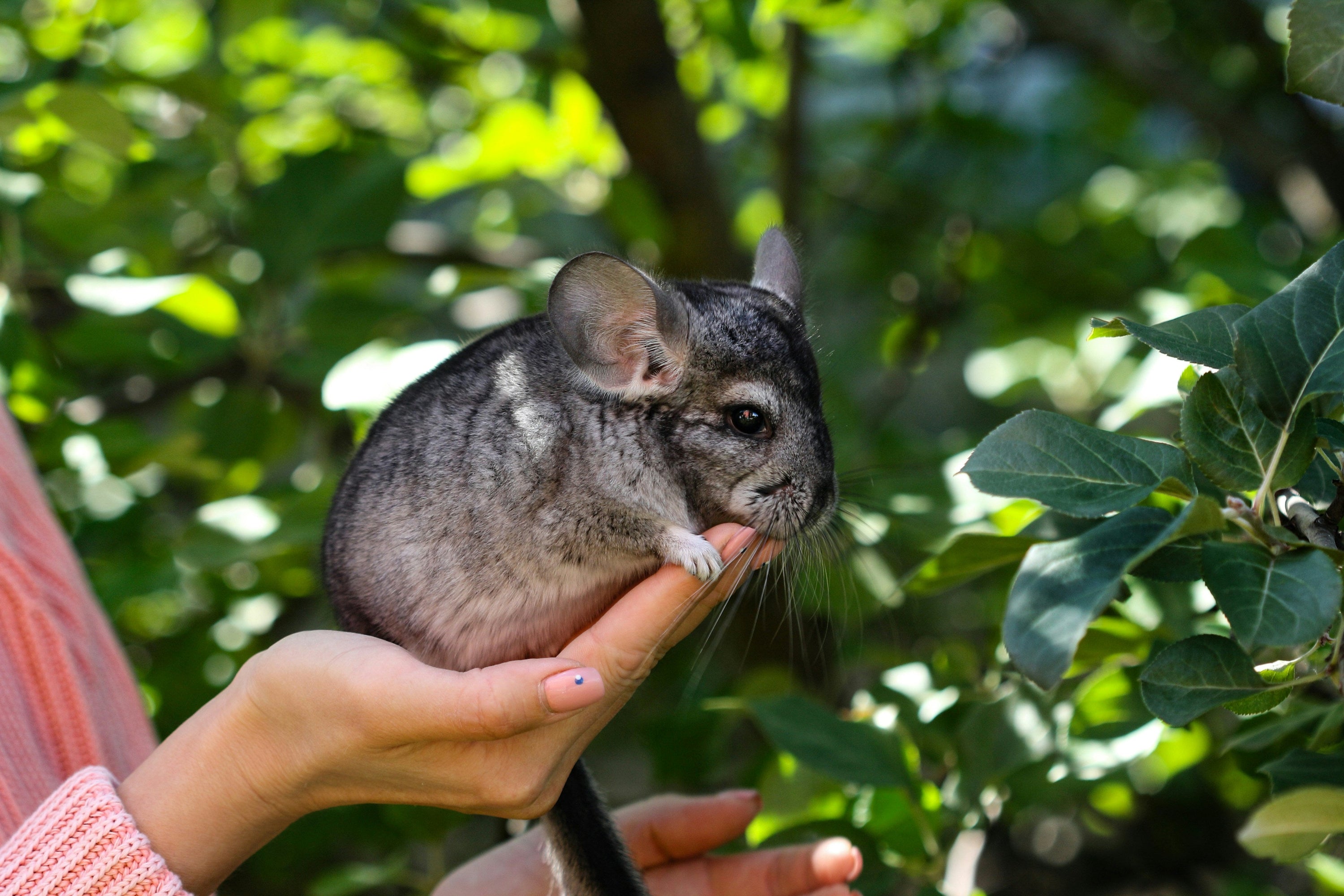 Chinchilla On Human Hand