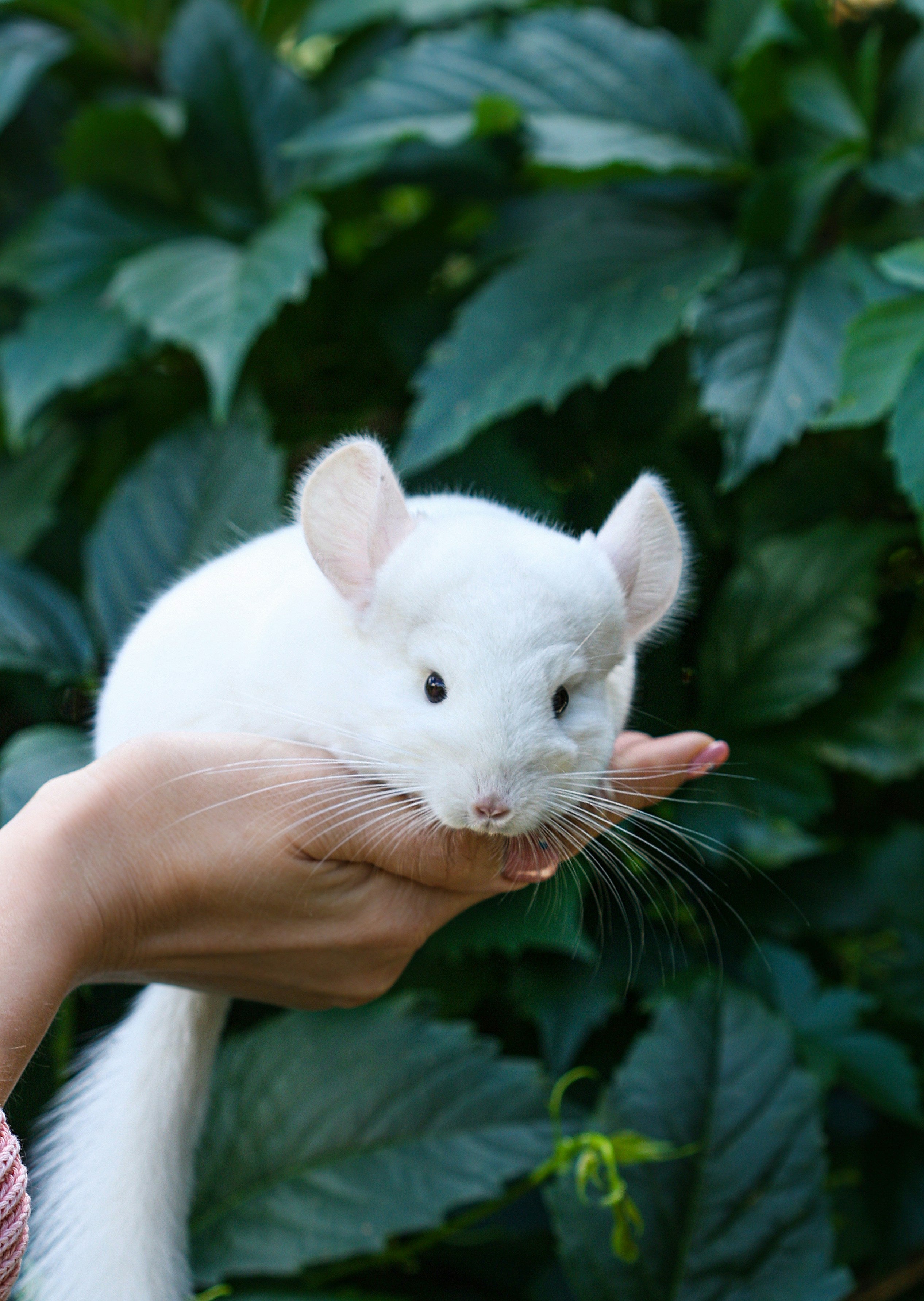 White Chinchilla On Human Hand