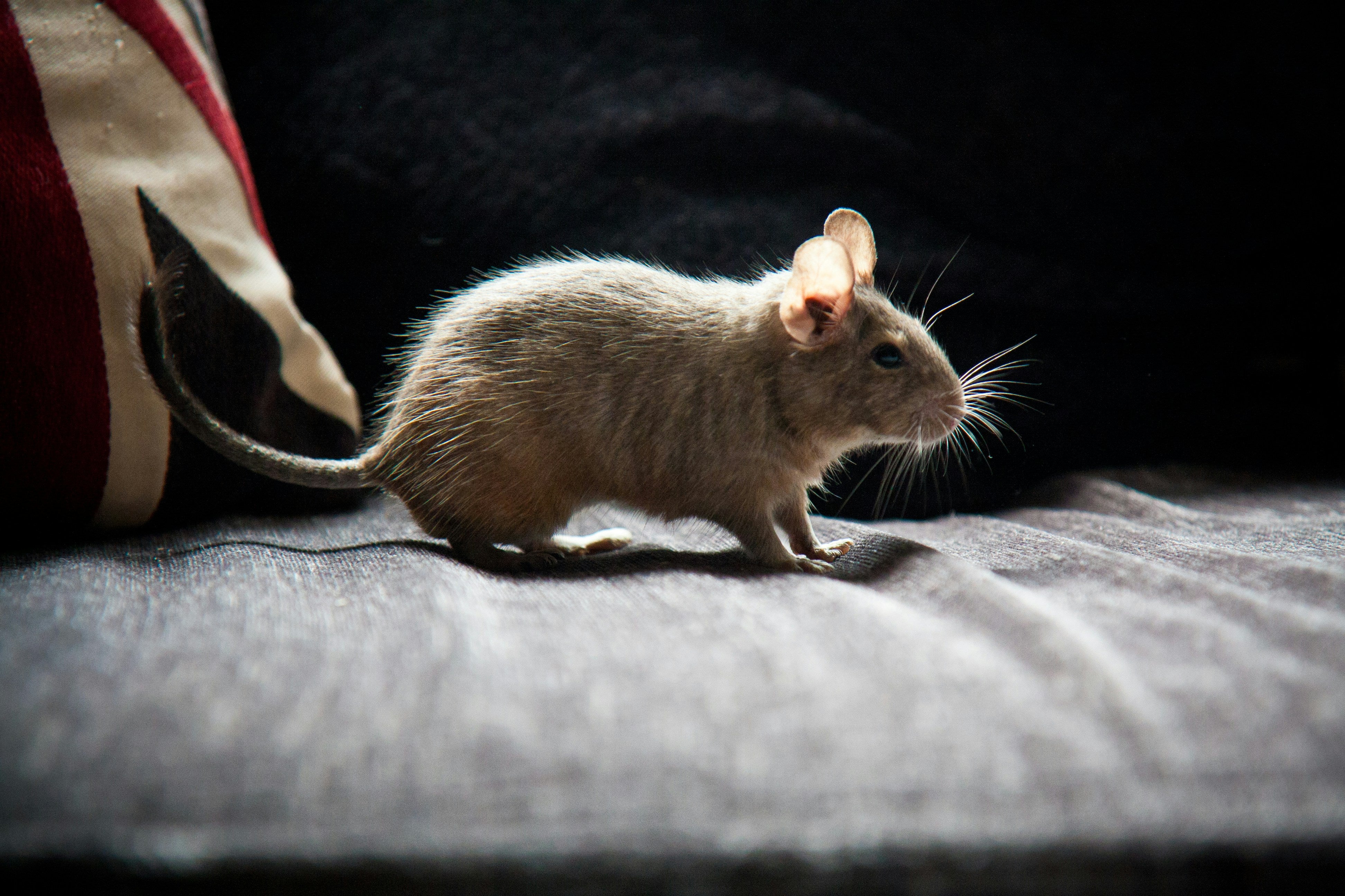 Degu Guide: How to Care for the Octodon Degu the Right Way | MoonyPaw