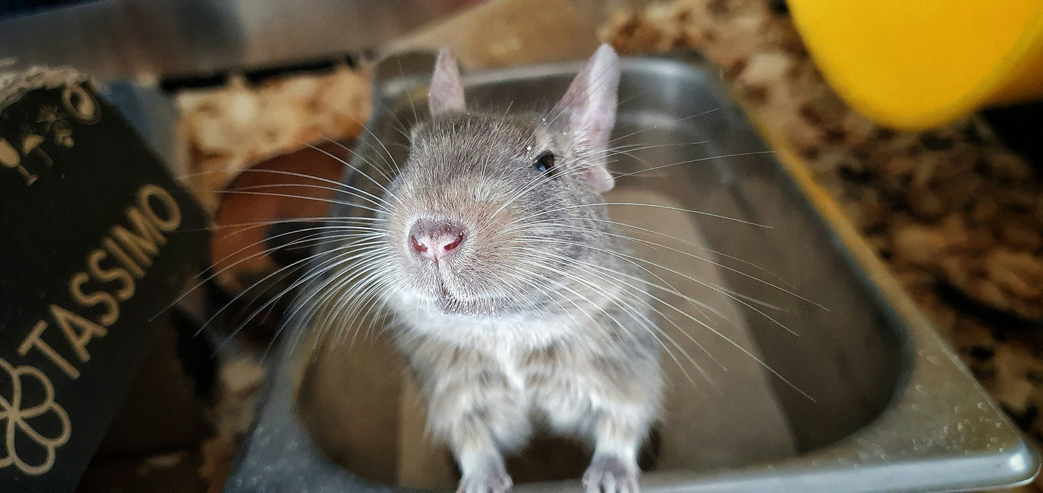 Happy Degu