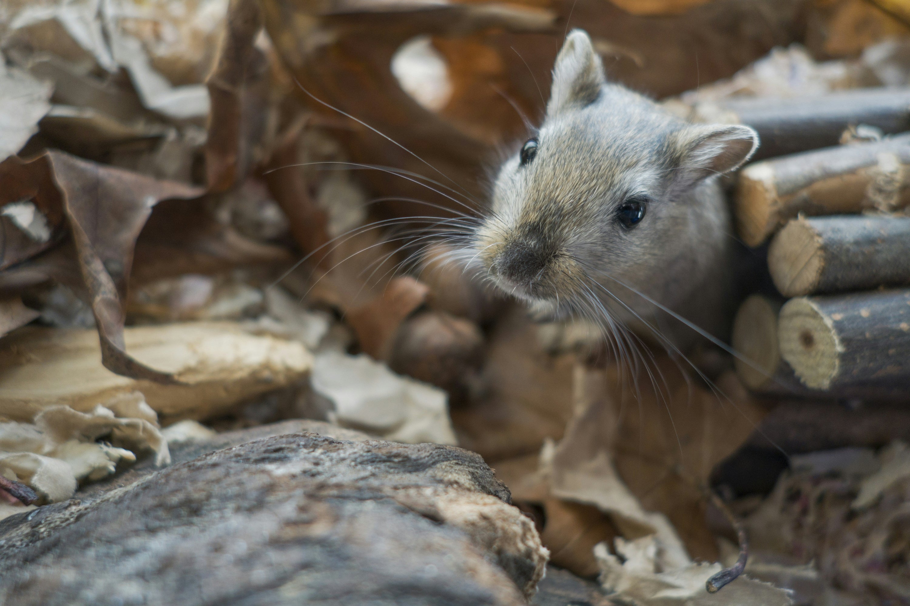 Gerbil In The Wooden Backround