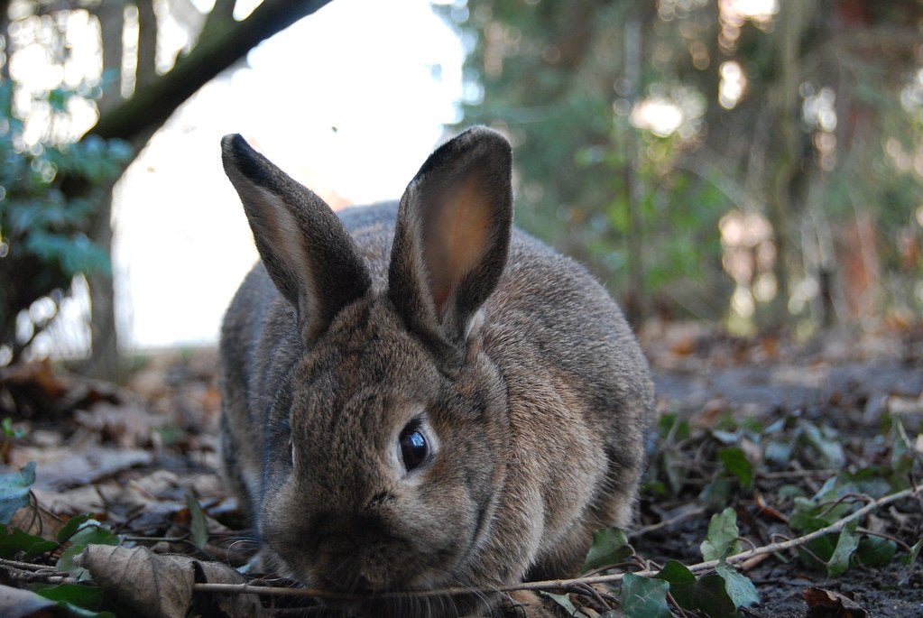 The Best Natural Rabbit Chew Toys and Forage Treats for Happy Bunnies showing natural small pet care, chew toys or forage inspiration for Moonypaw readers