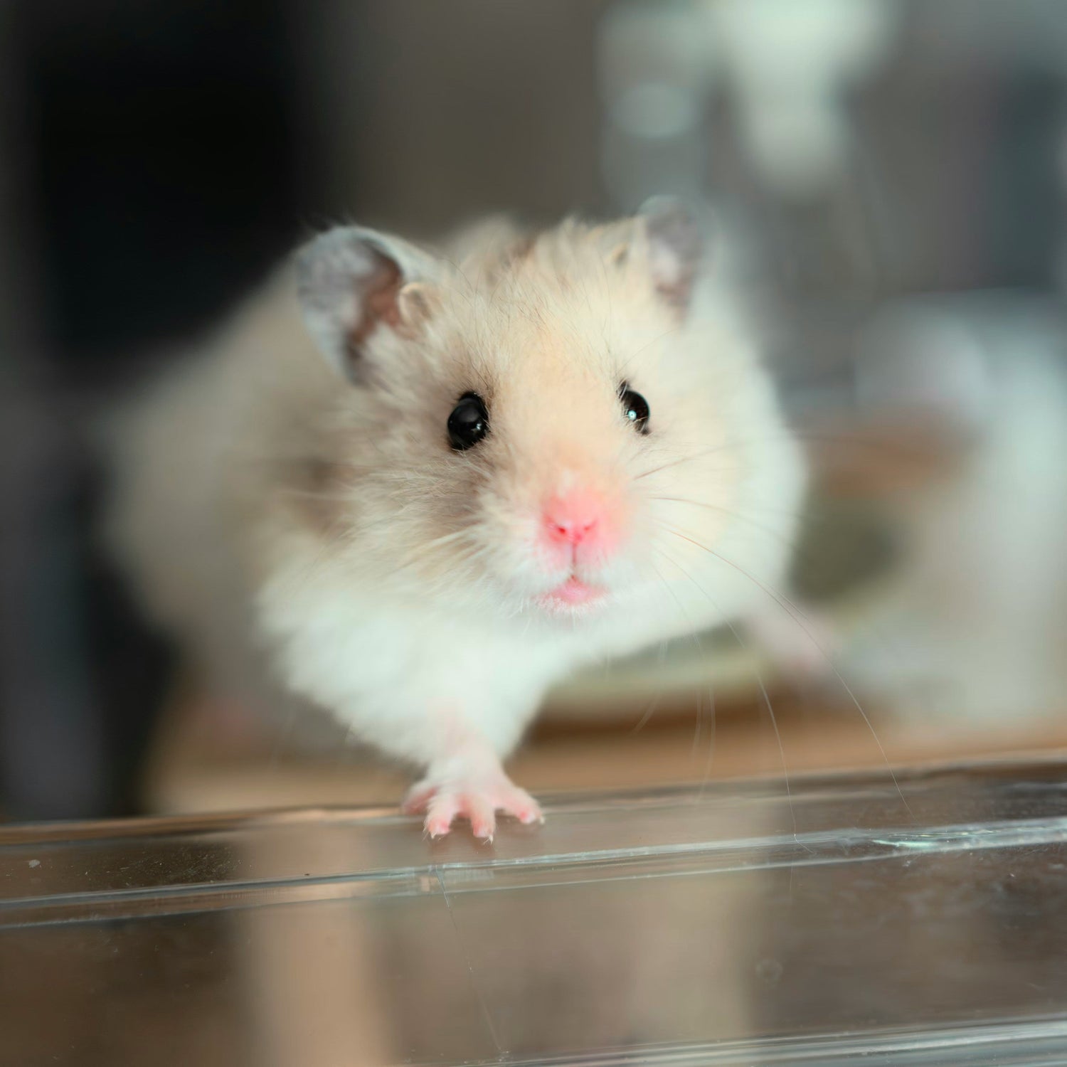 White Syrian Hamster