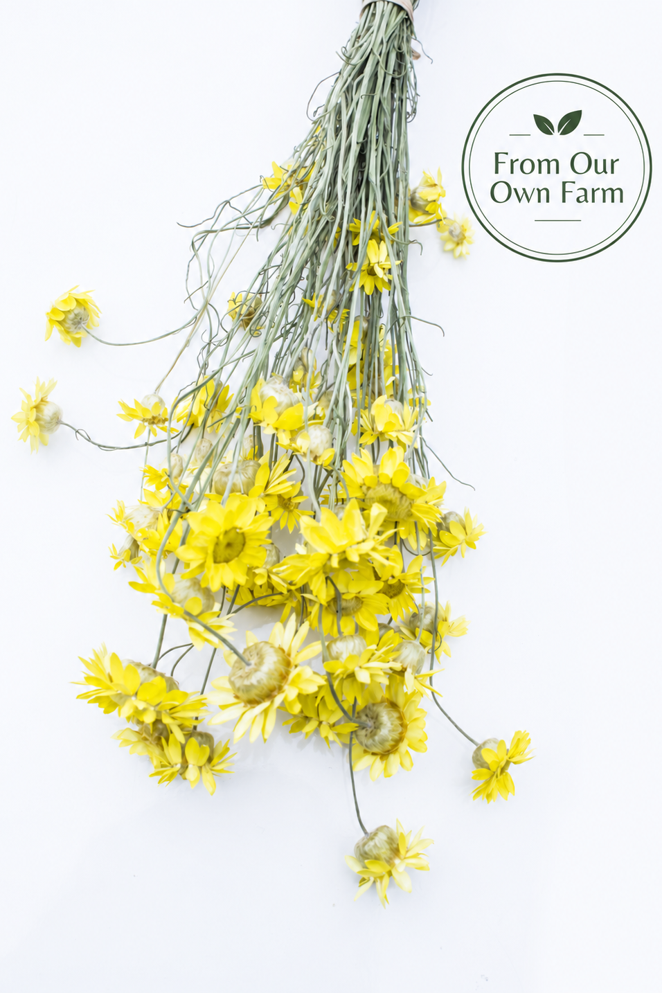 Dried Marguerite Daisy Flowers