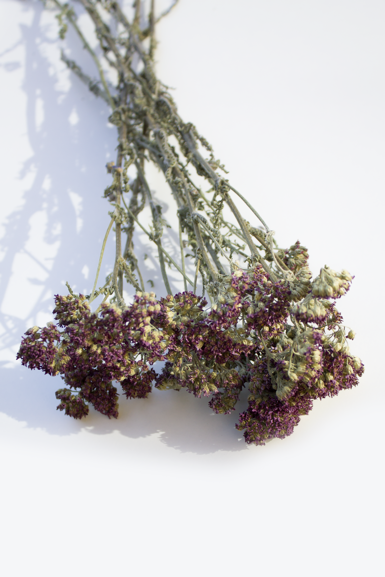 Purple Achillea Sprays