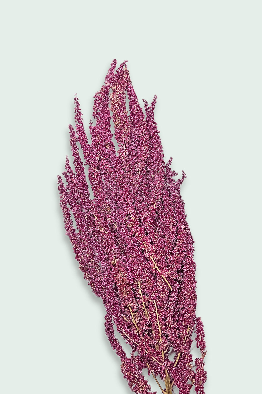 A bundle of dried amaranth sprays with vibrant purple seed clusters, set against a light background.