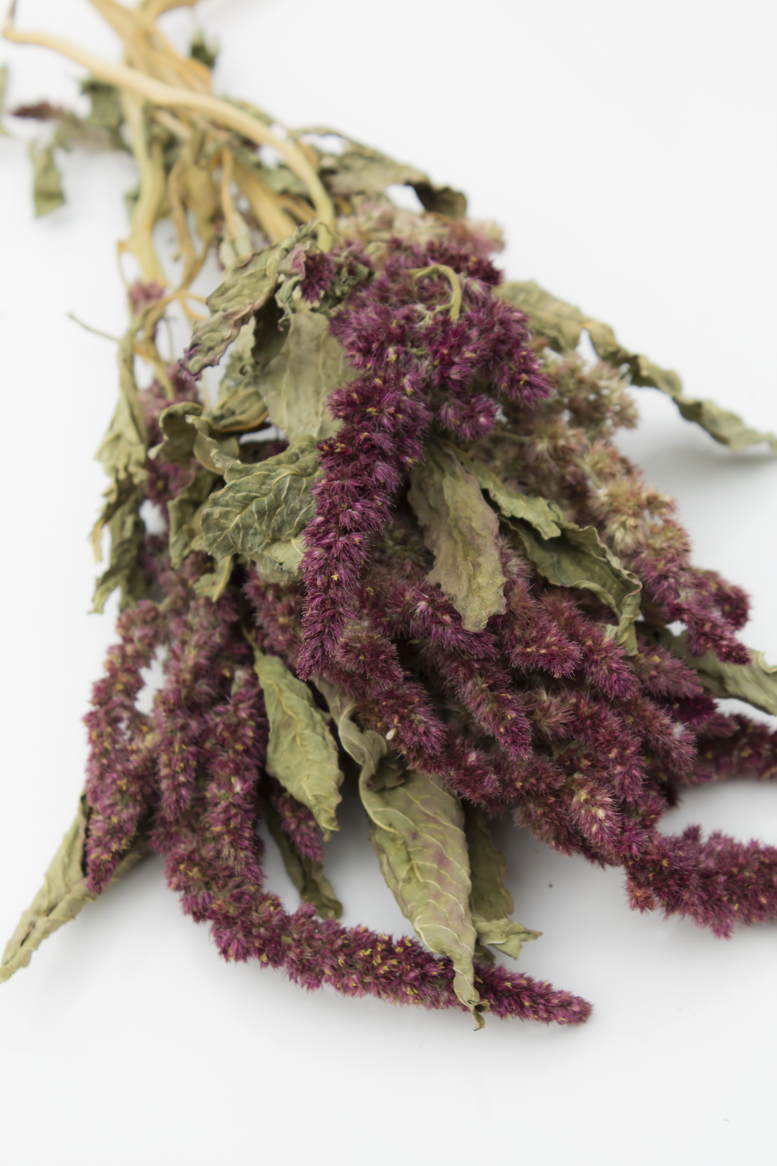 A bundle of dried amaranth herb with dense, fuzzy purple flower spikes and muted green-brown leaves on a plain white background.