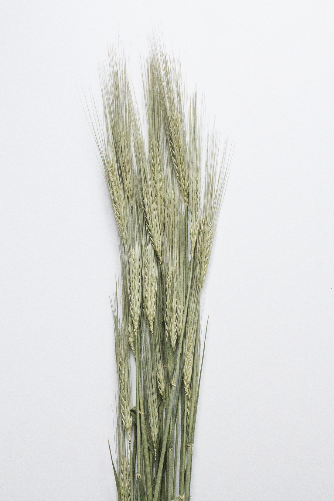 Barley Dried Sprays