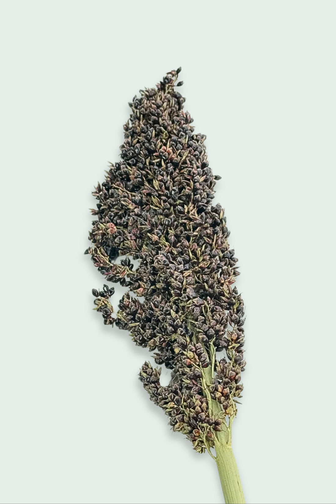 A dried black sorghum spray with dense dark seed clusters on a sturdy stem, set against a light background.