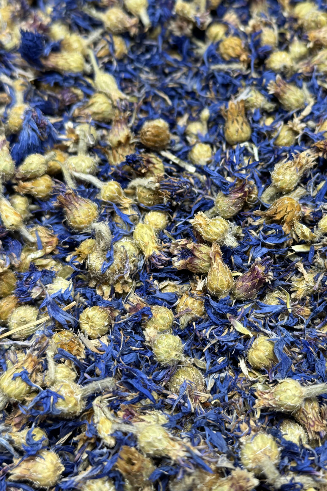 A close-up of dried blue cornflowers a textured floral blend.