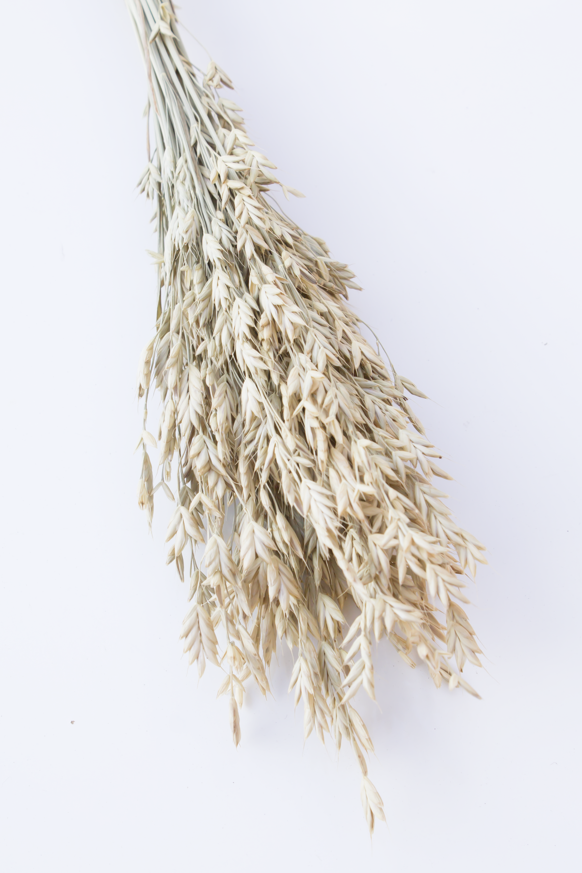 Brome Grass