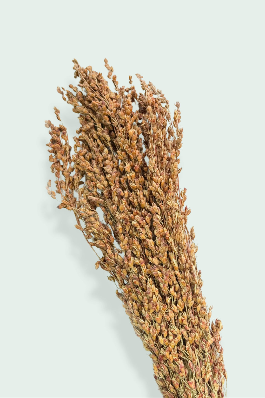 A bundle of dried broomcorn sprays with densely packed seeds, set against a light background.