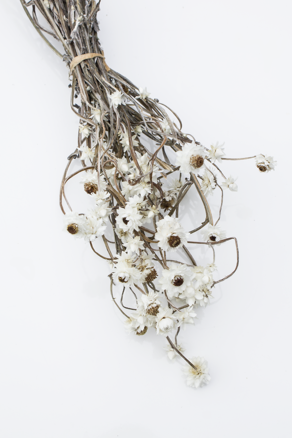 Dried Ammobium Sprays