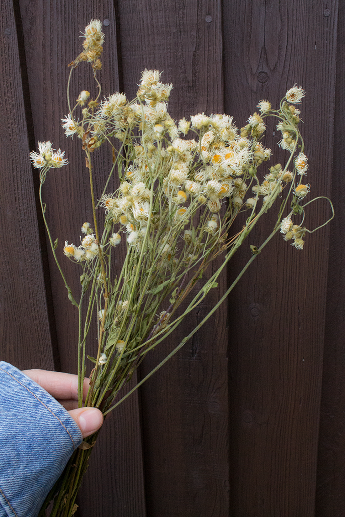 Eastern Daisy
