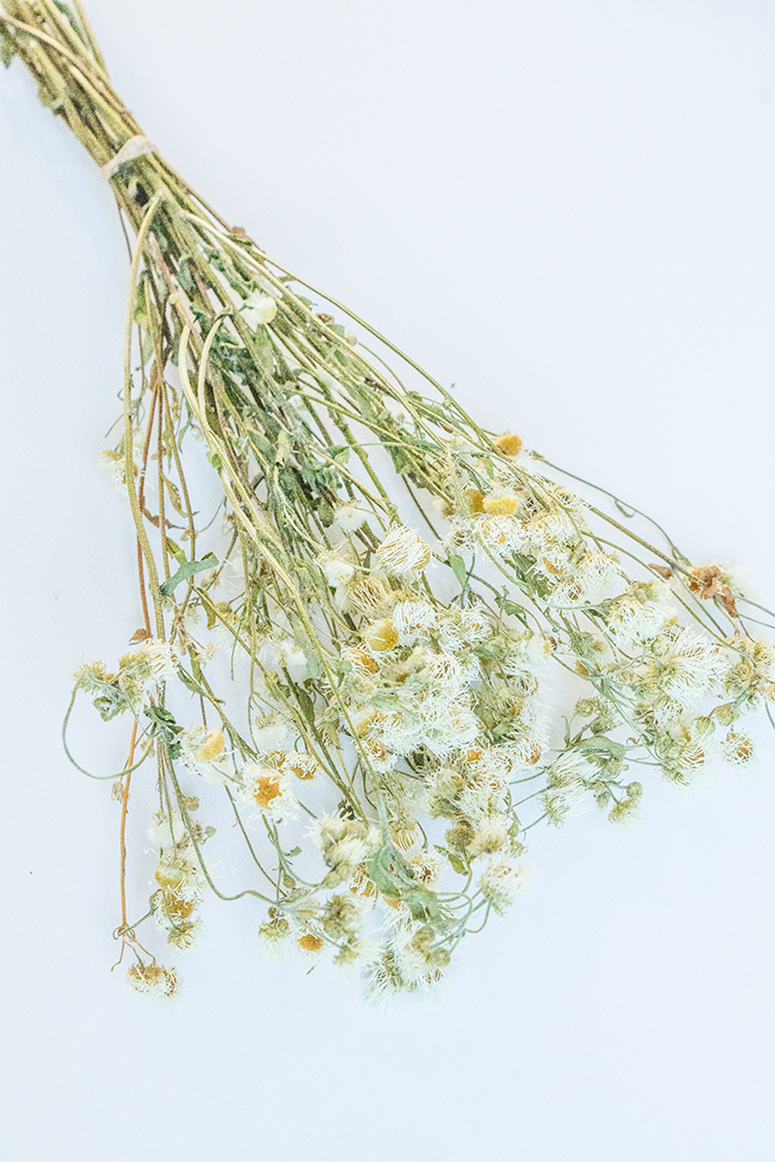 Eastern Daisy