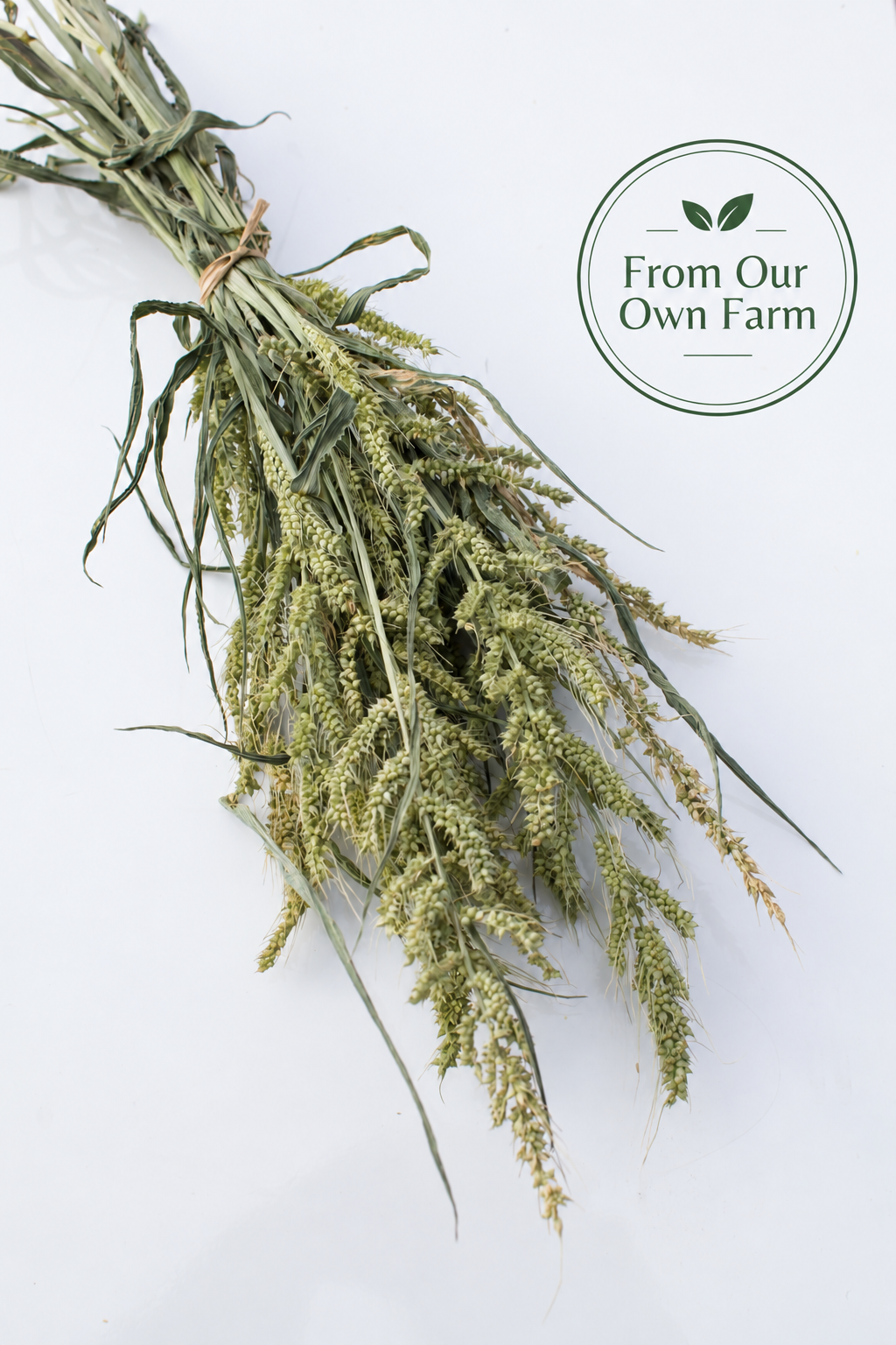 Japanese Barnyard Millet