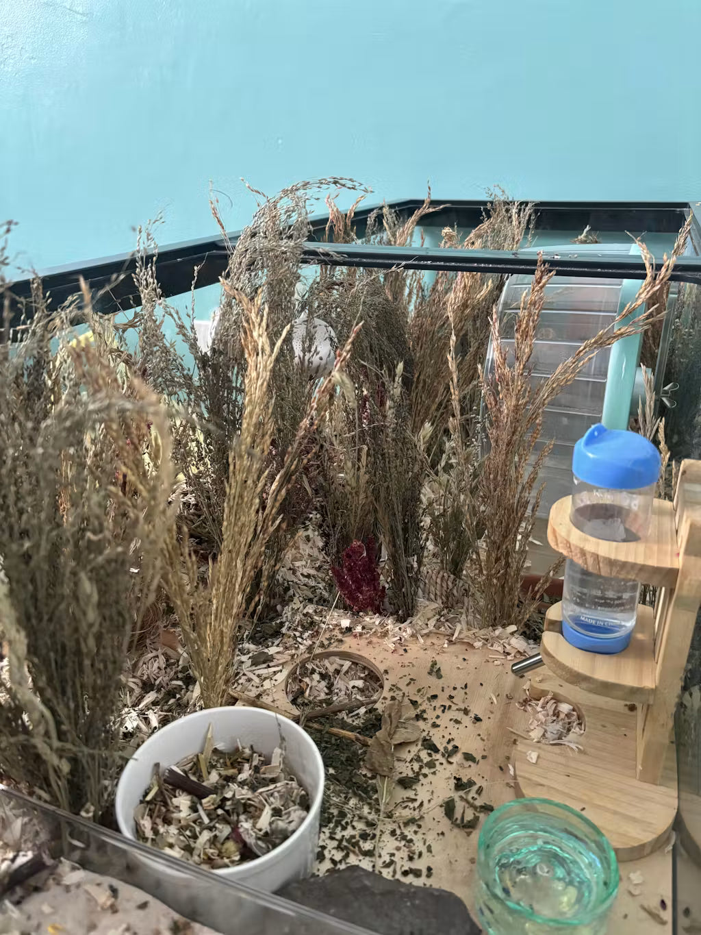 Delicha Grass