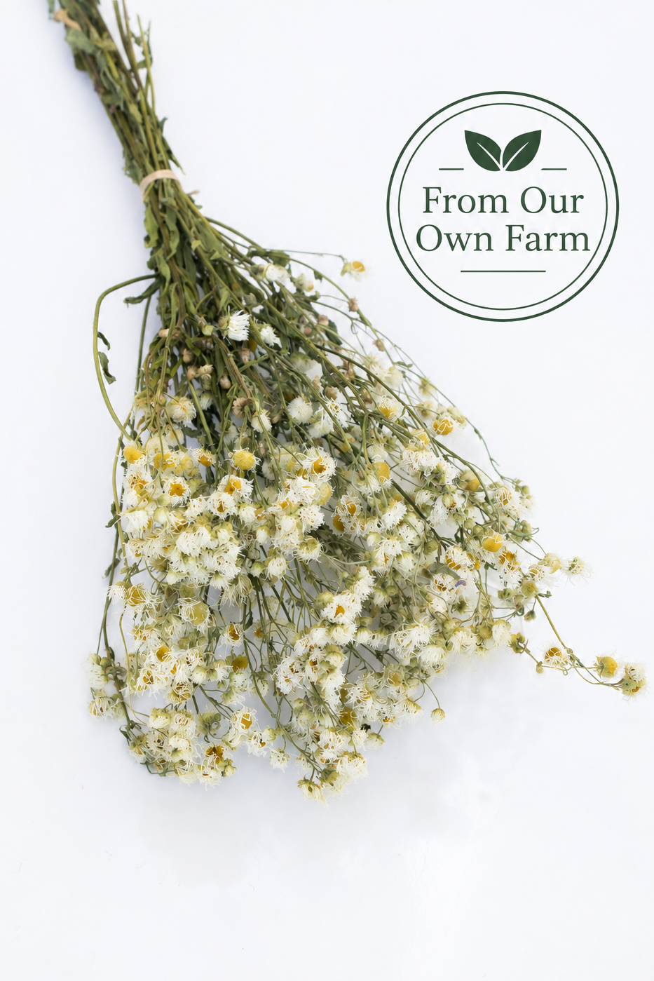 A small bunch of dried white daisy flowers with green stems, tied with a simple string, displayed on a clean white background with a circular &