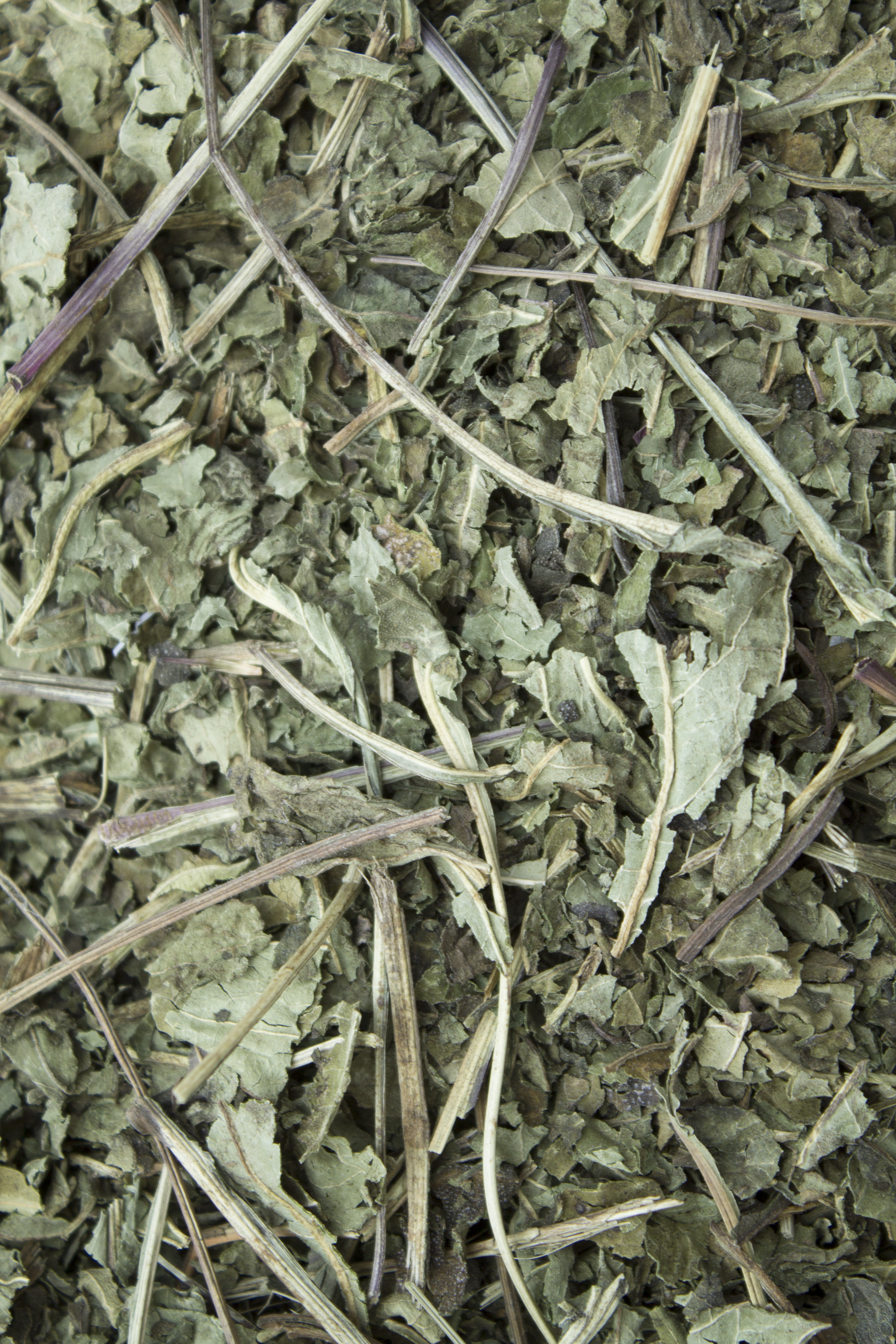 Echinacea Leaves &amp; Stems