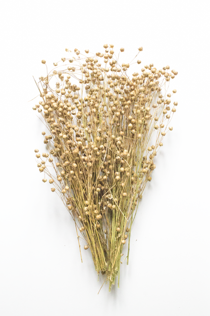 Bouquet of dried flax on a white background