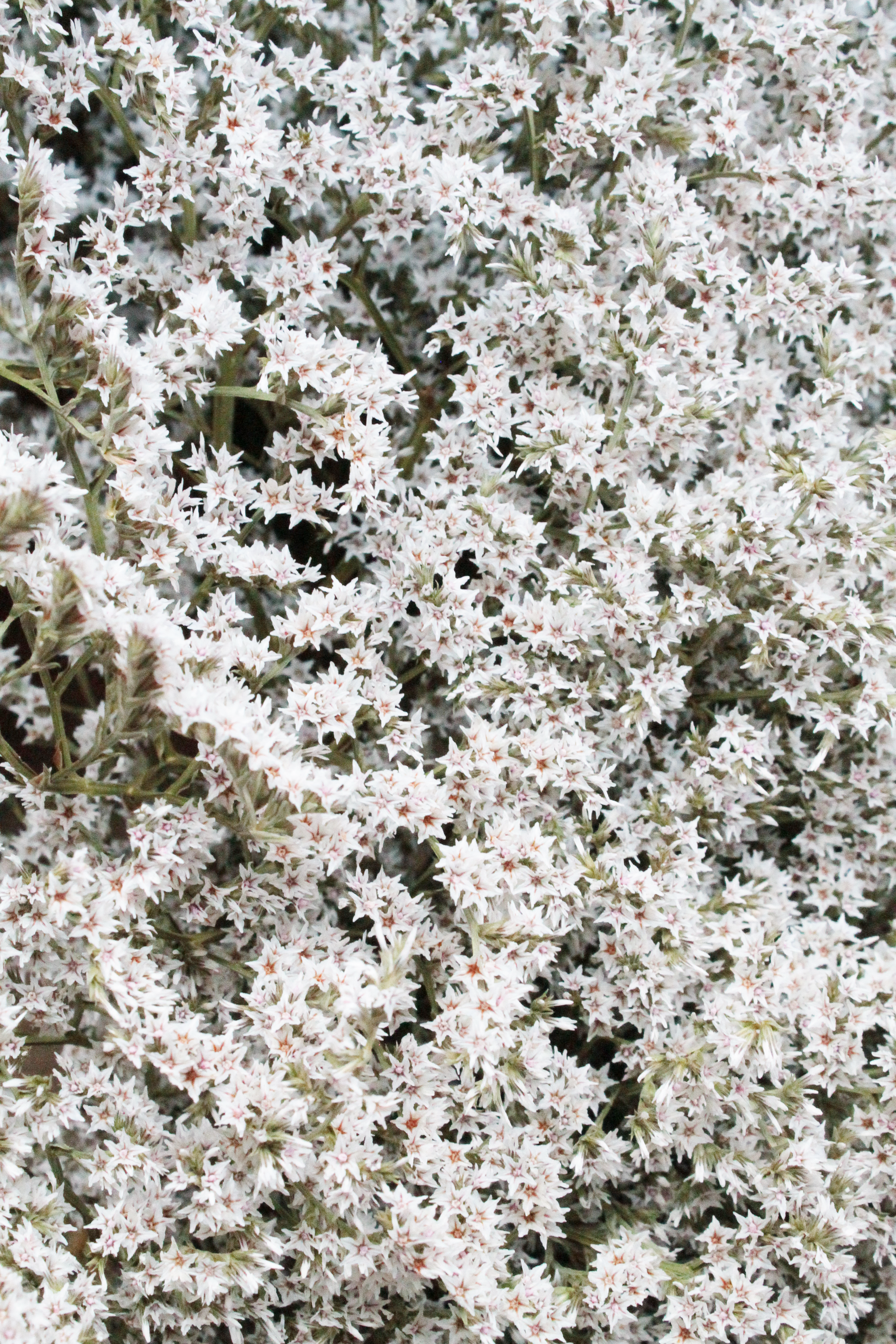 Close-up of white flowers with green leaves