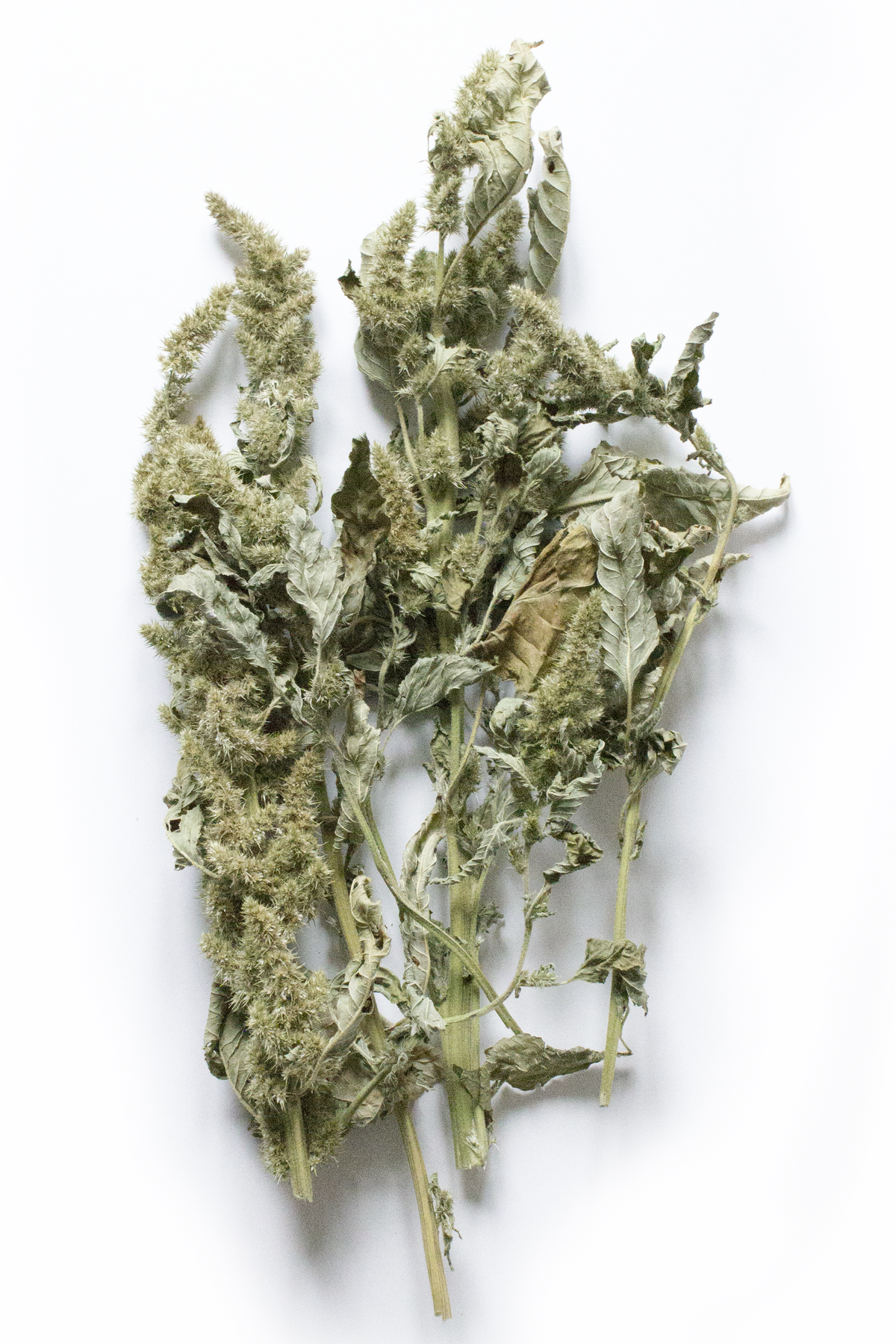 Dried Green Amaranth on a white background
