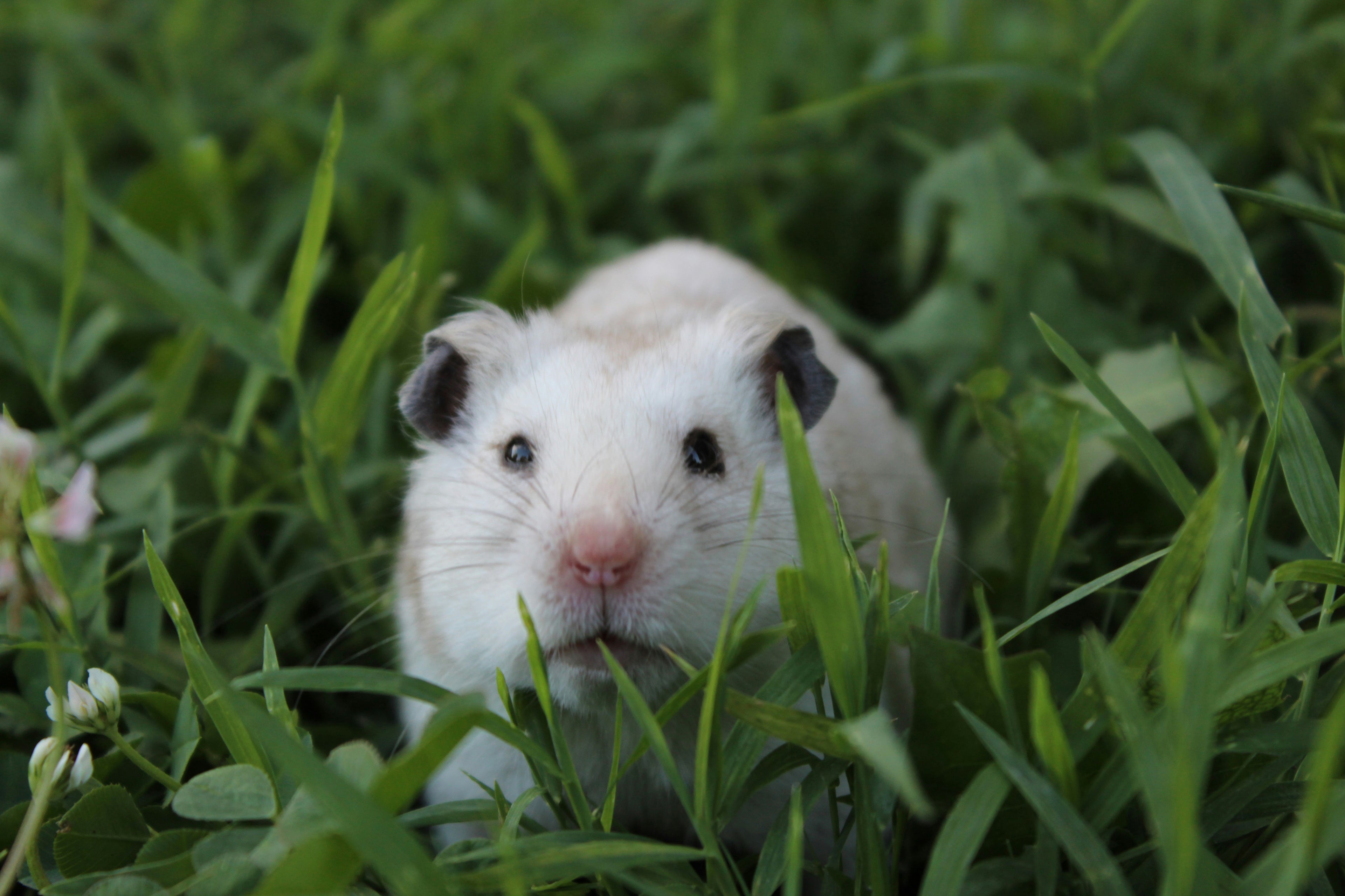 White hamster with black ears on a grassy background