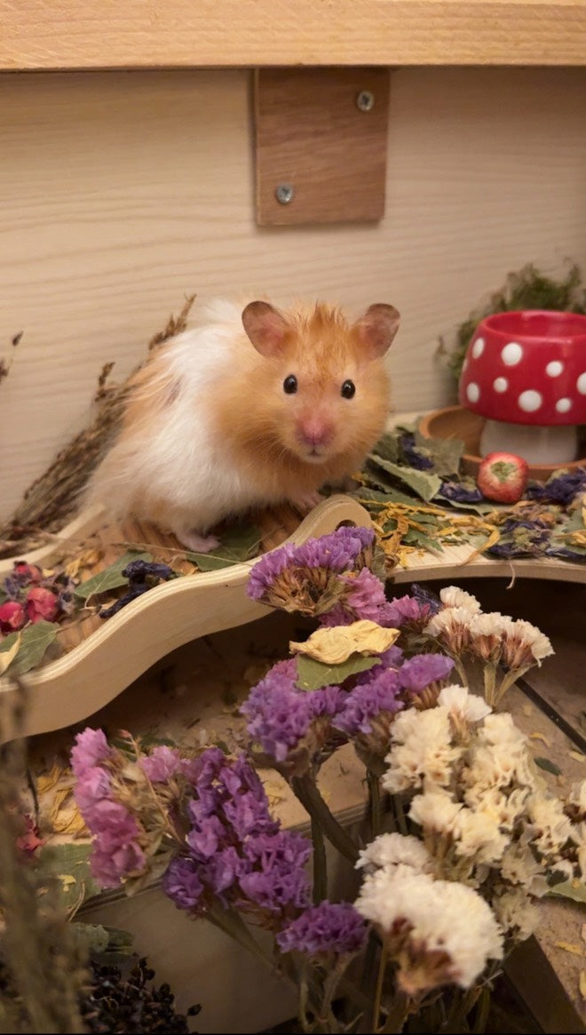 White Statice Flowers