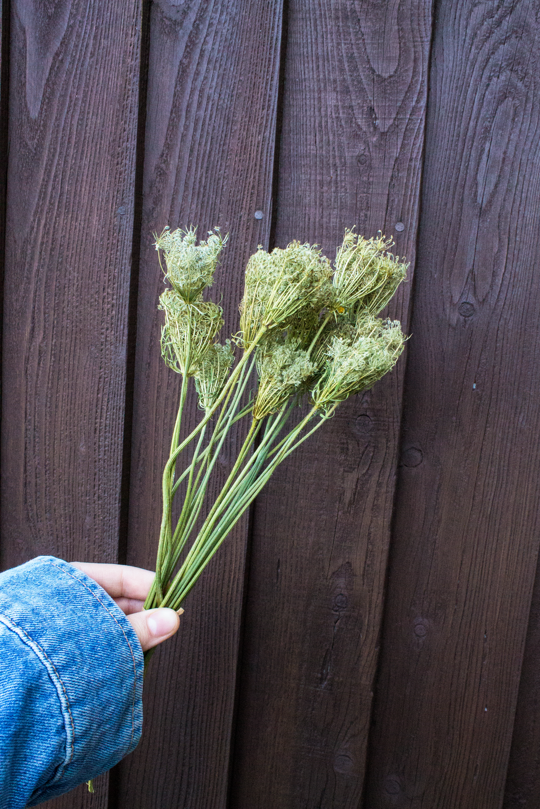 Queen Anne’s Lace Closed Head