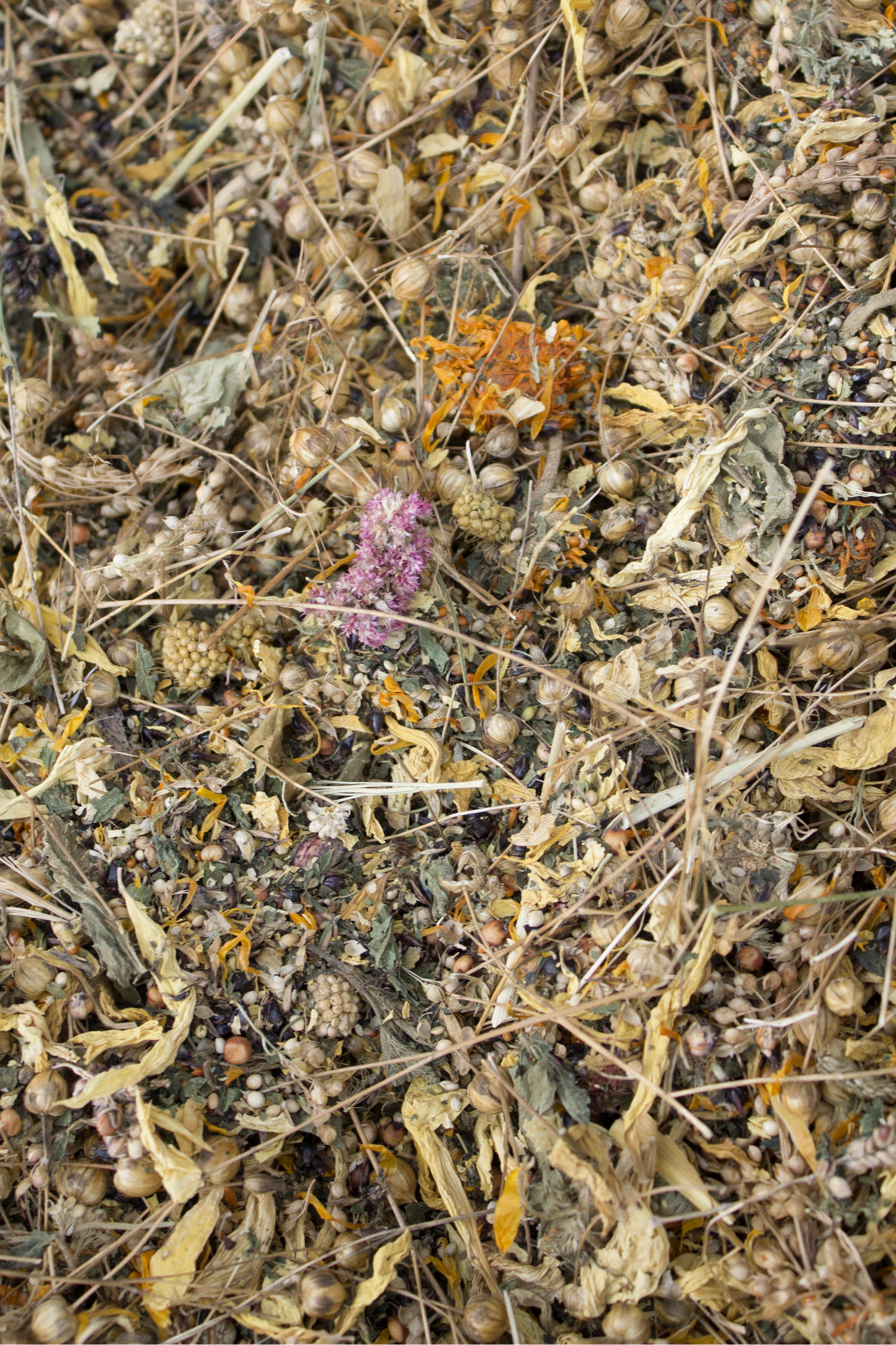 Summer Special Forage Mix