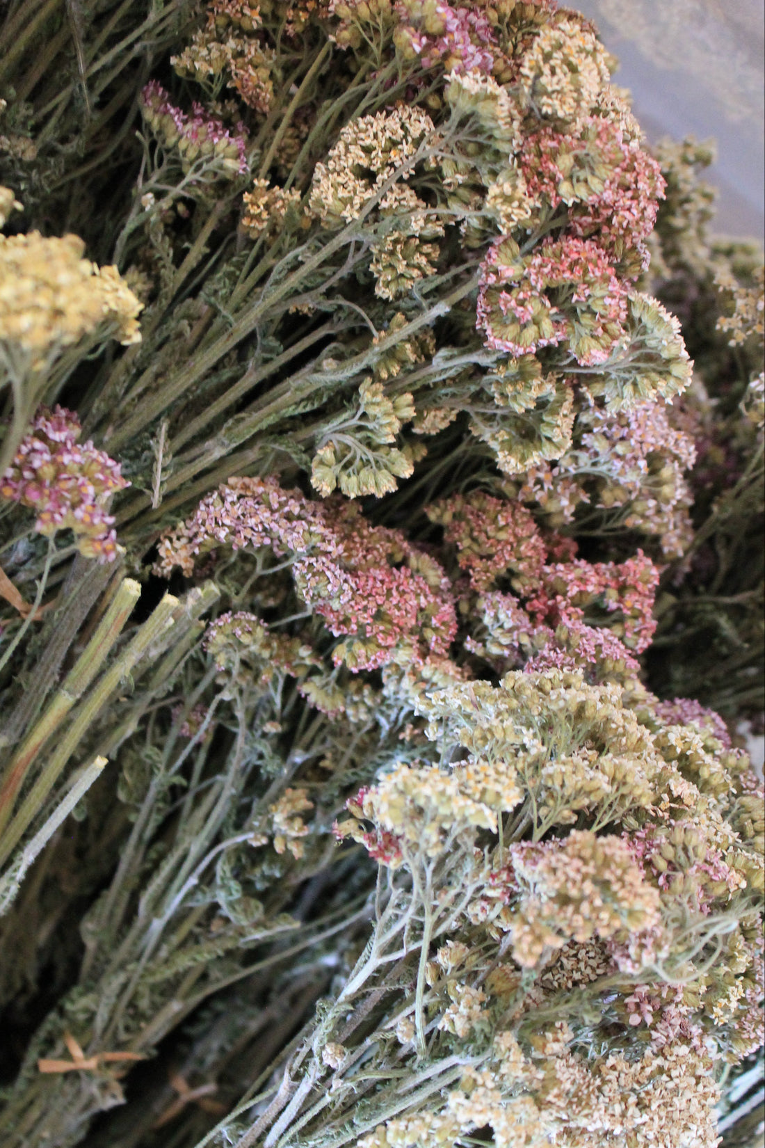 Pastel Achillea Sprays