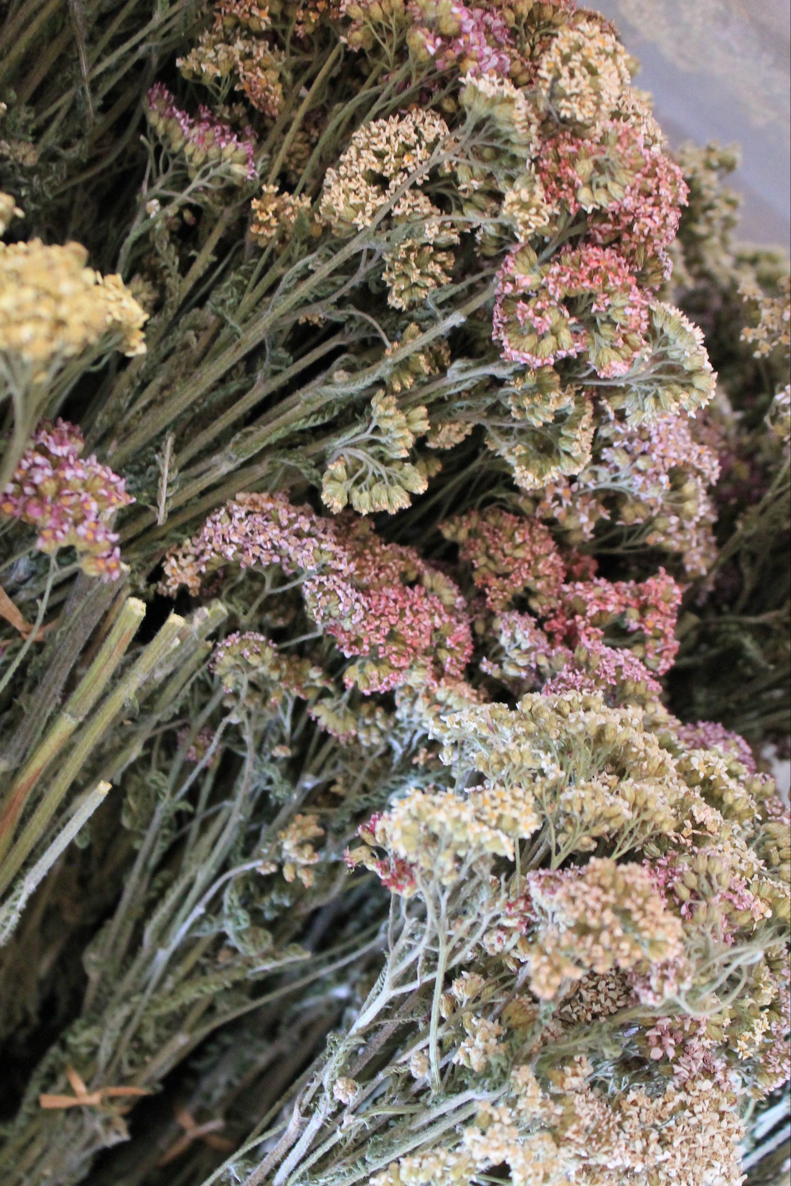 Pastel Achillea Sprays