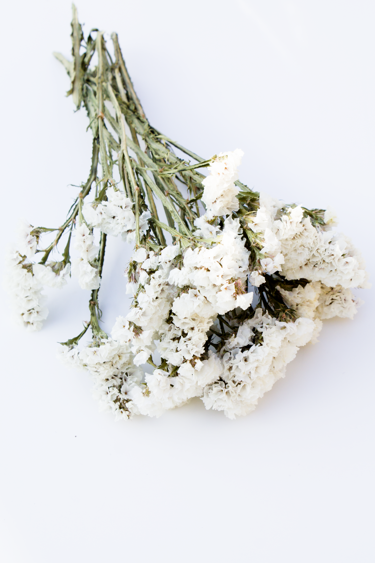 White Statice Flowers