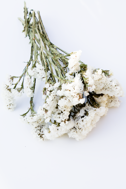 White Statice Flowers
