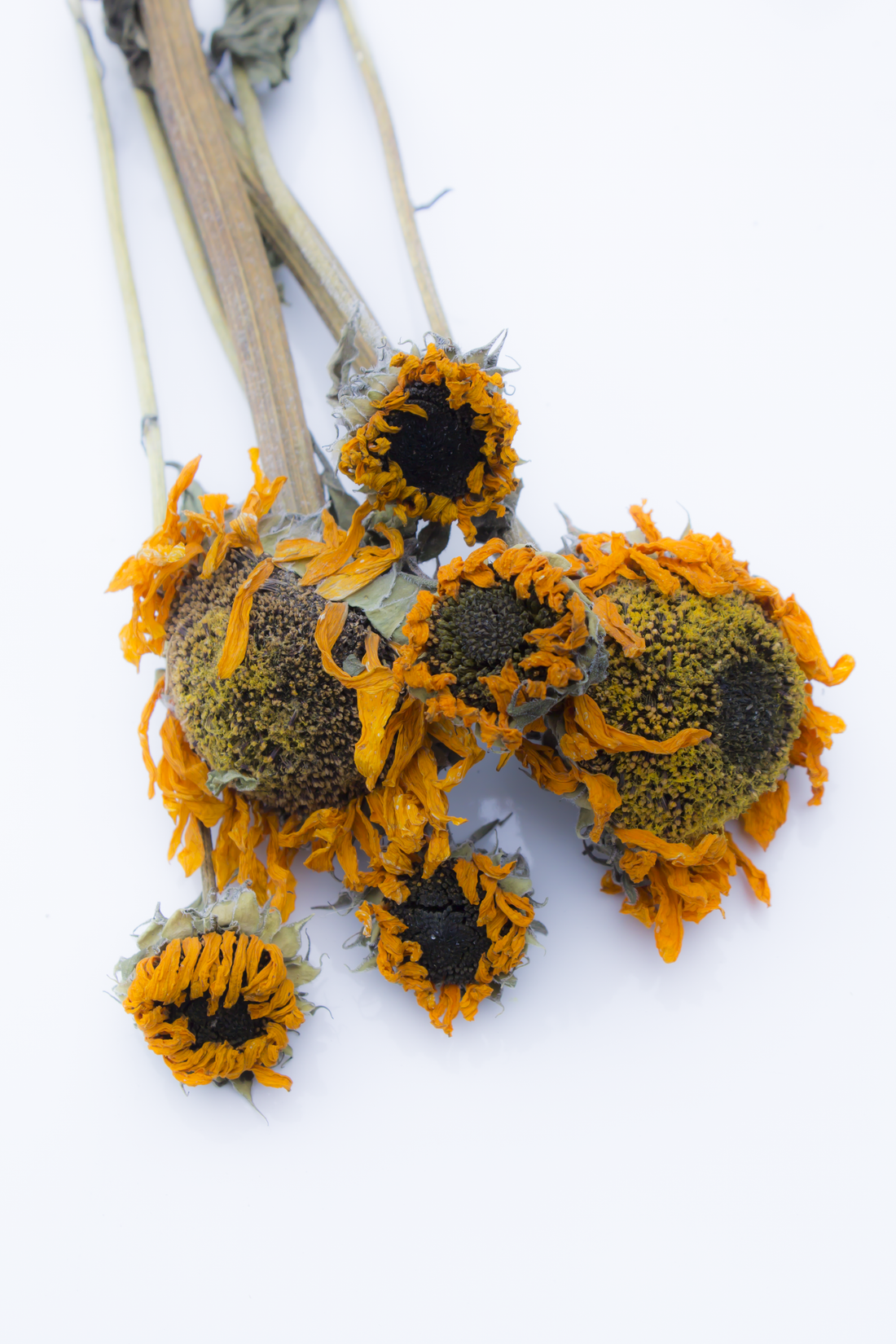 Sunflower Stem