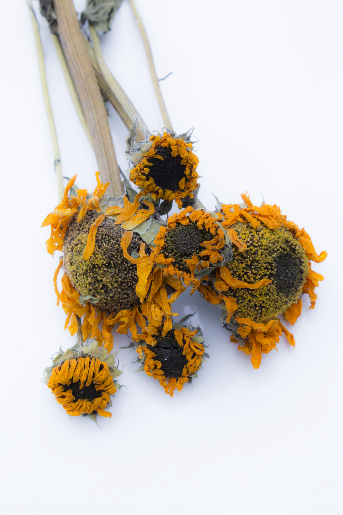 Sunflower Stem