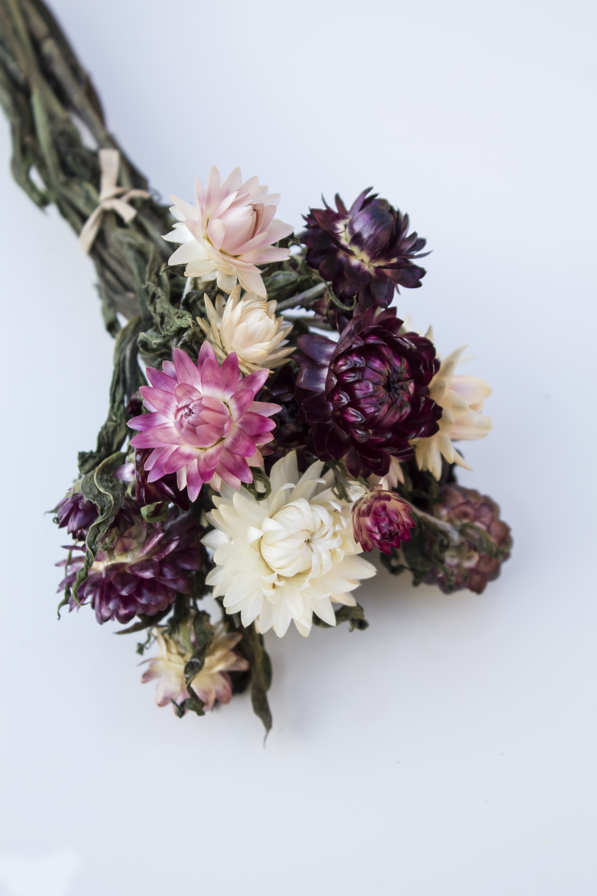 Pastel &amp; Purple Mix Strawflowers