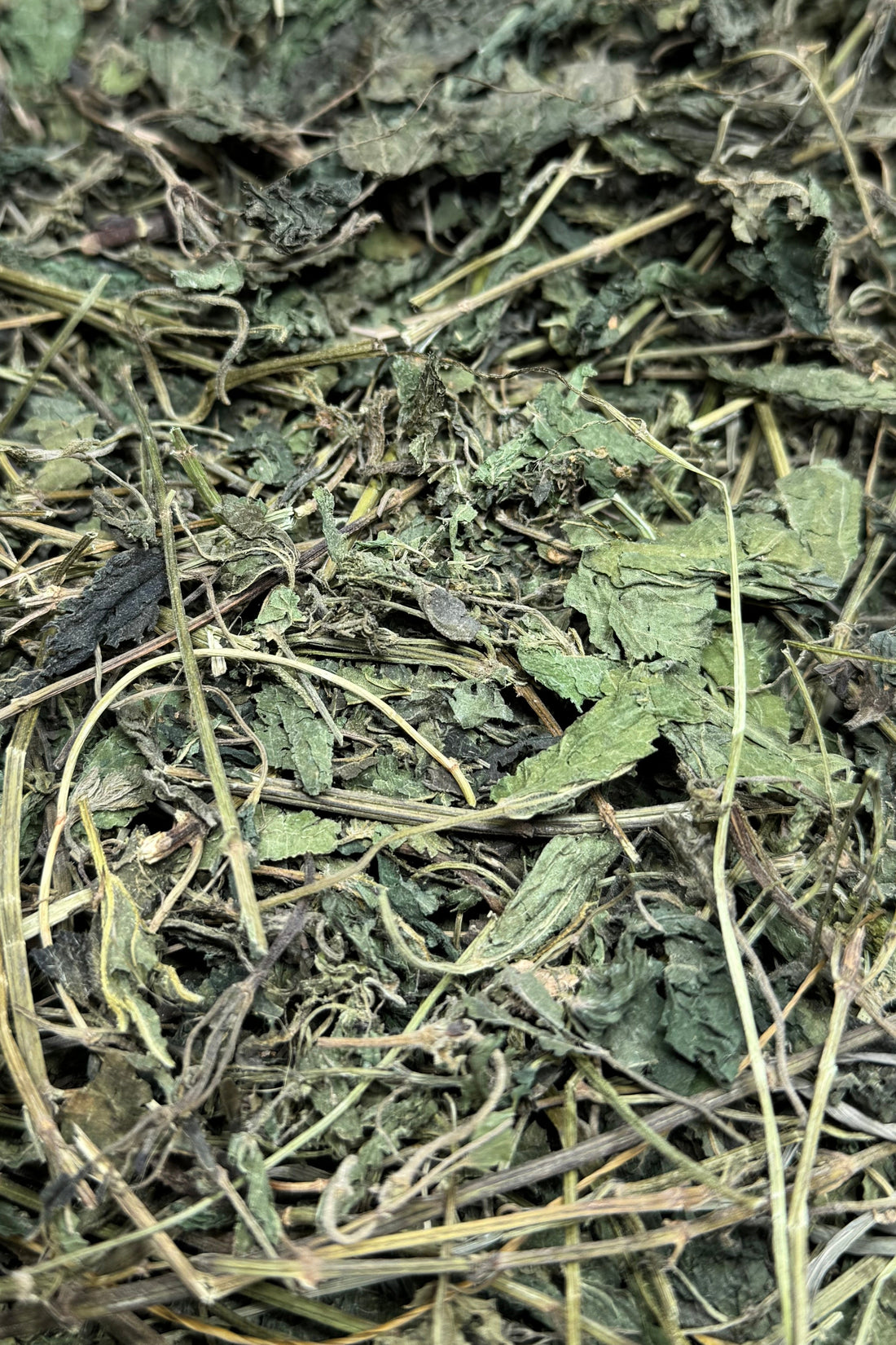 Nettle Forage