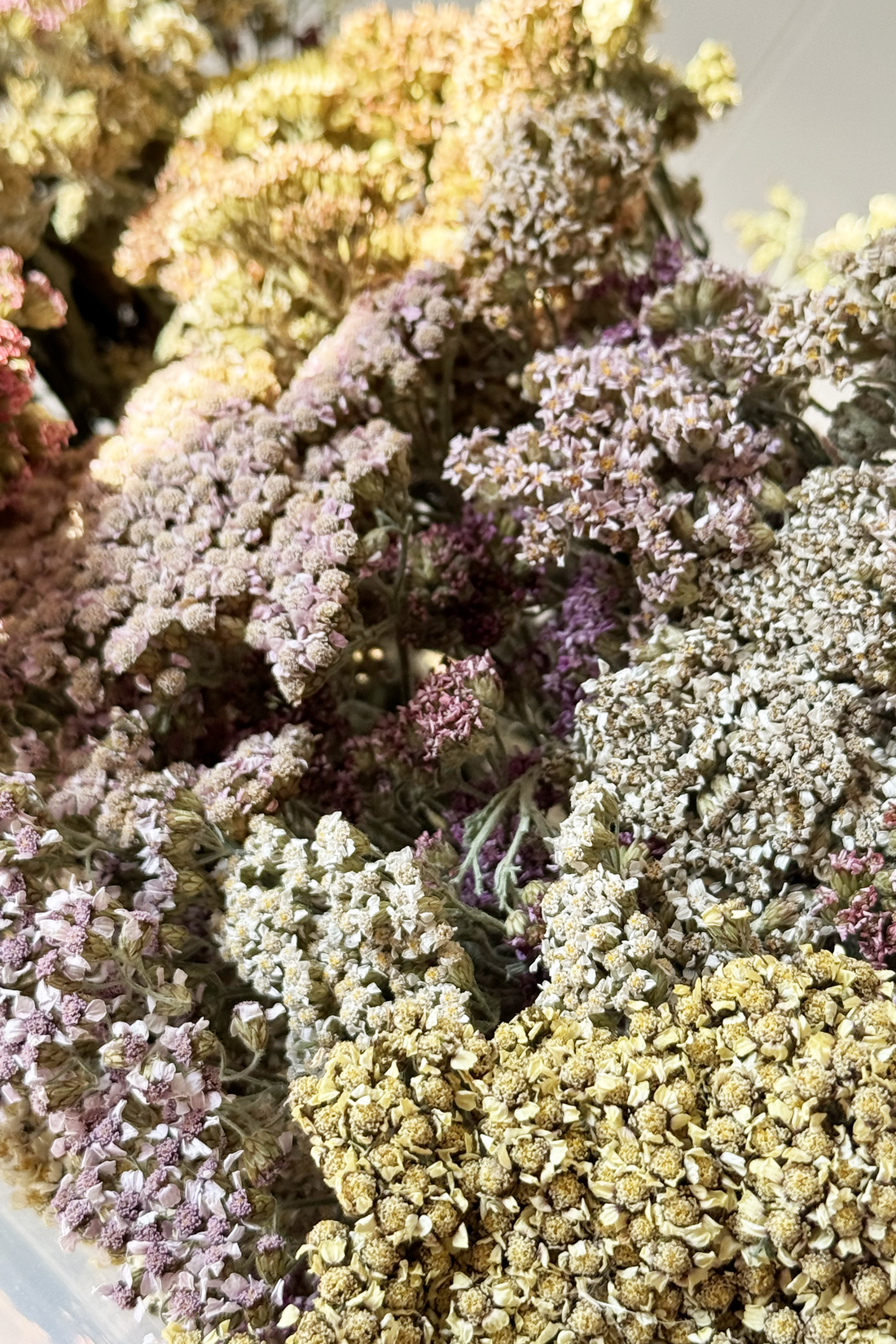 Pastel Achillea Sprays