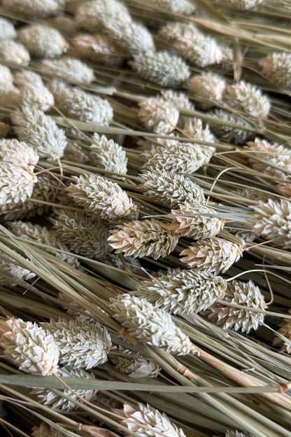 Phalaris, Canary Grass Dried Sprays