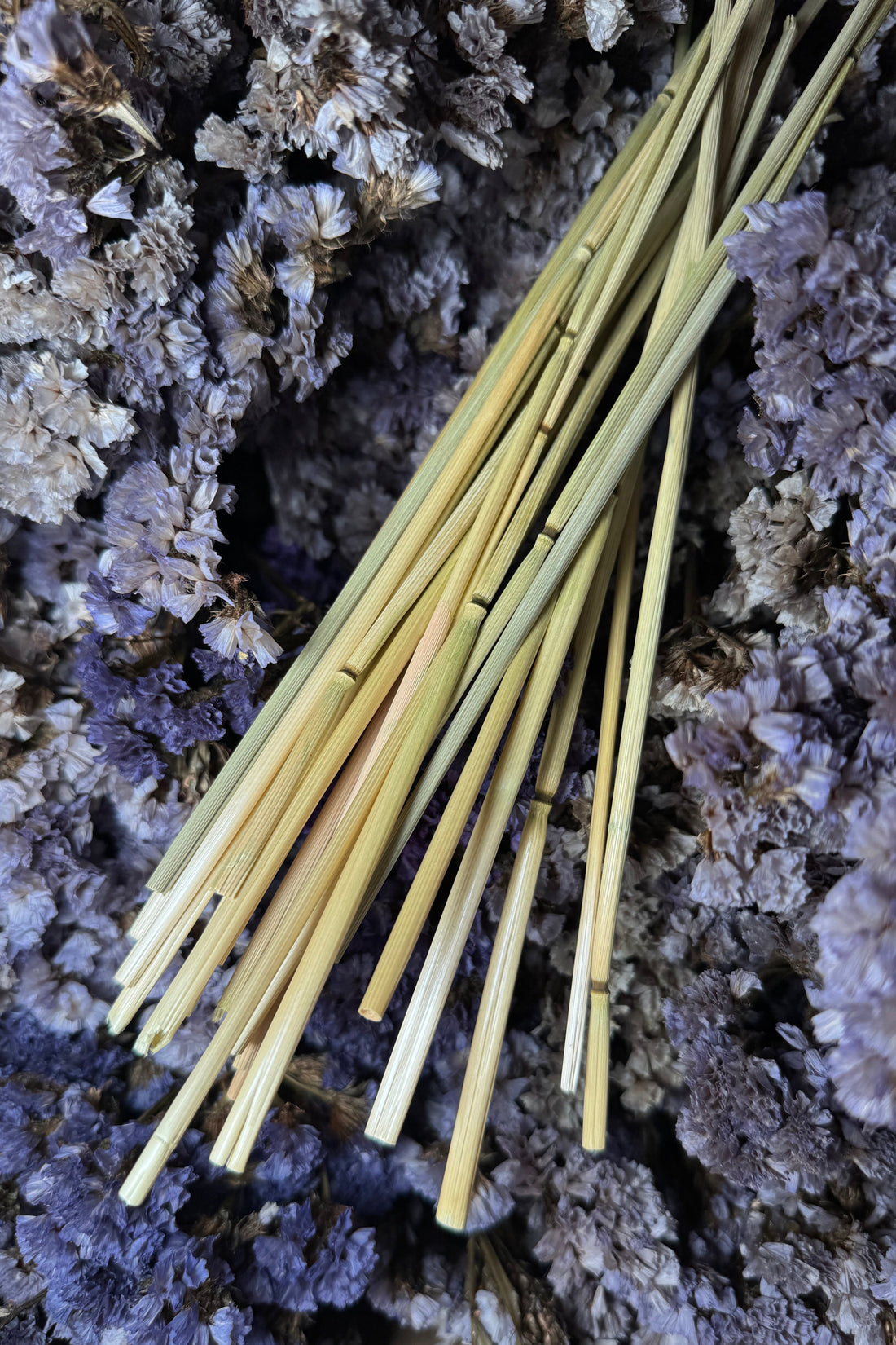 Oat Chew Stalks