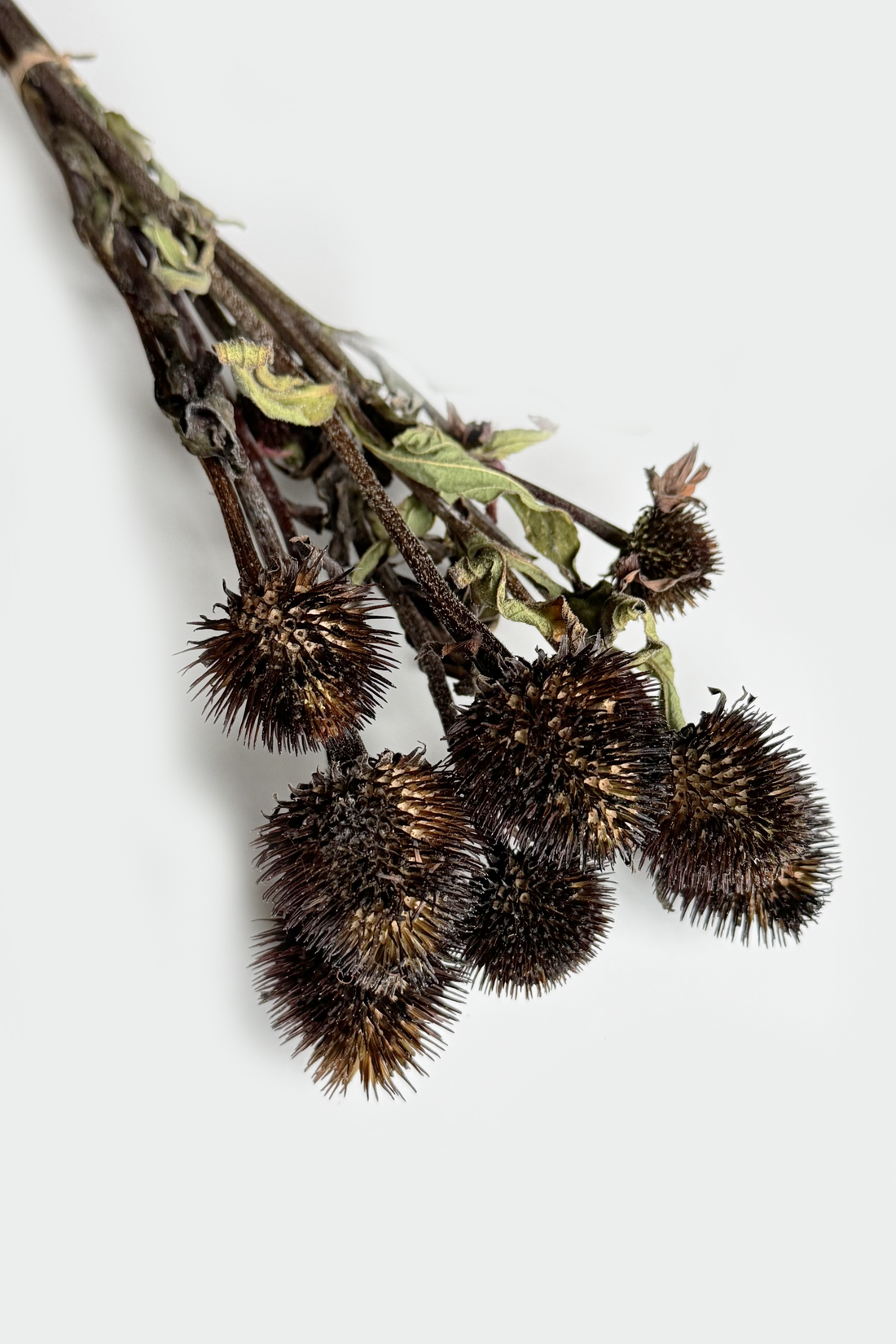 Echinacea Stems