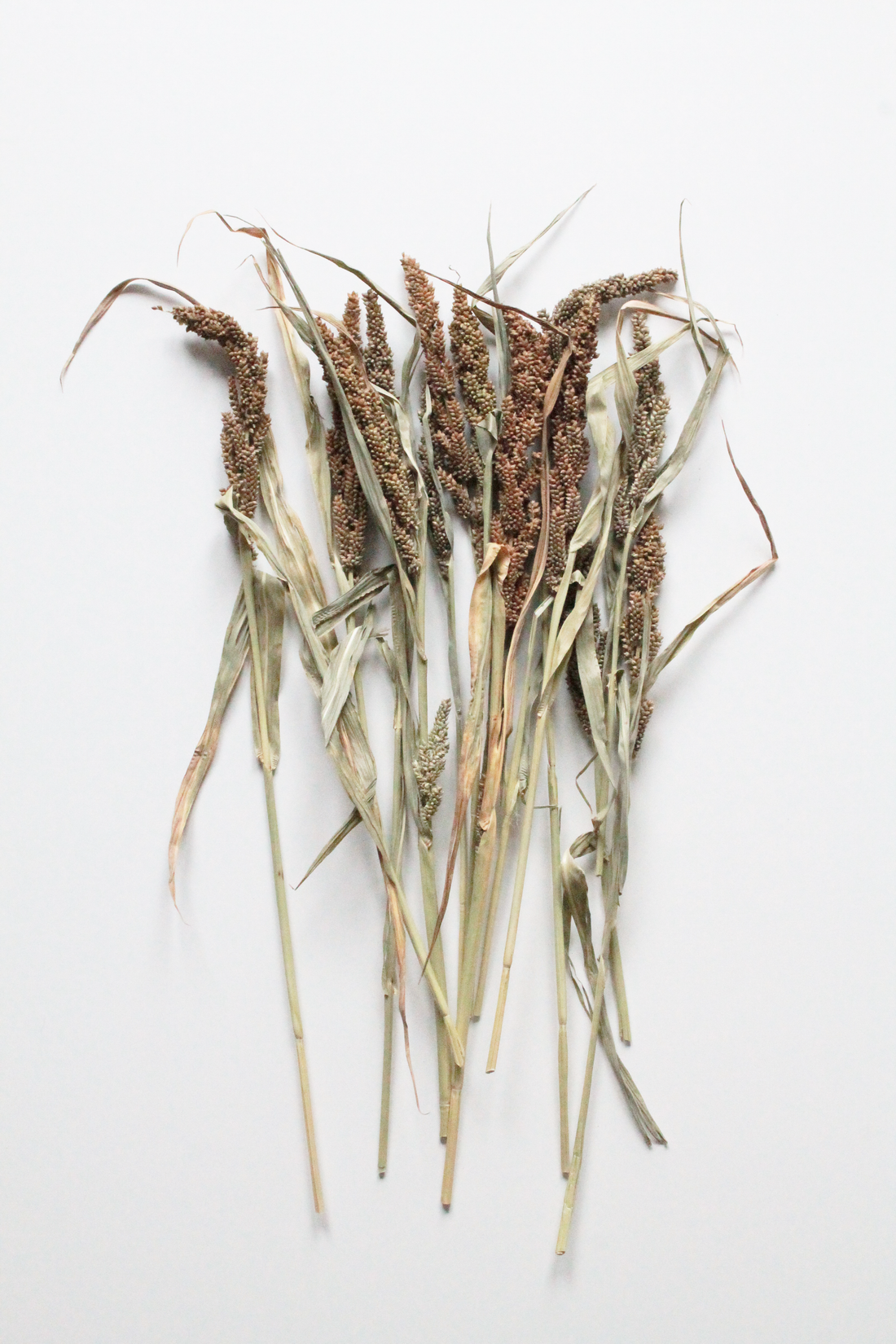 Japanese Millet