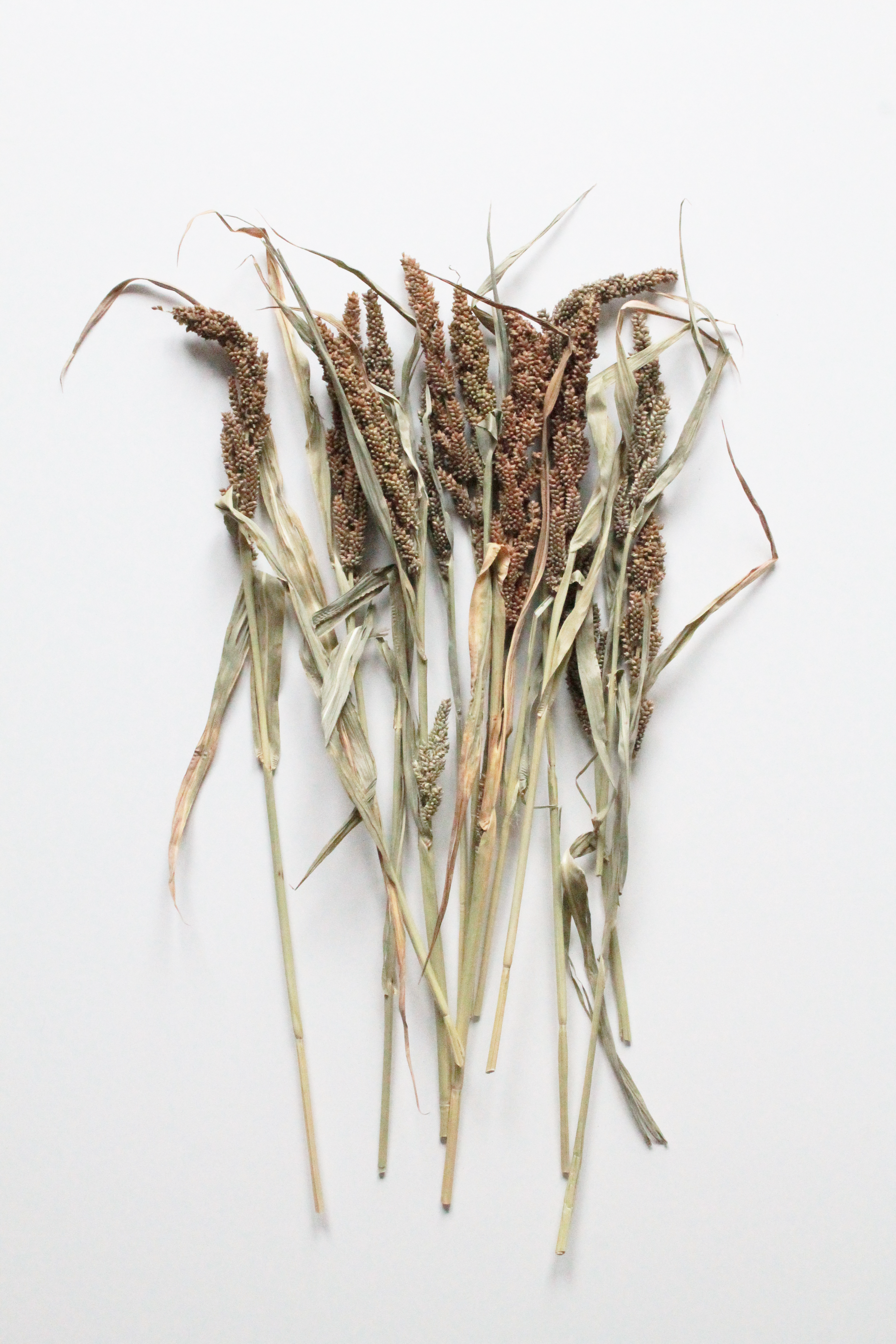 Dried grass with brown seeds on a white background