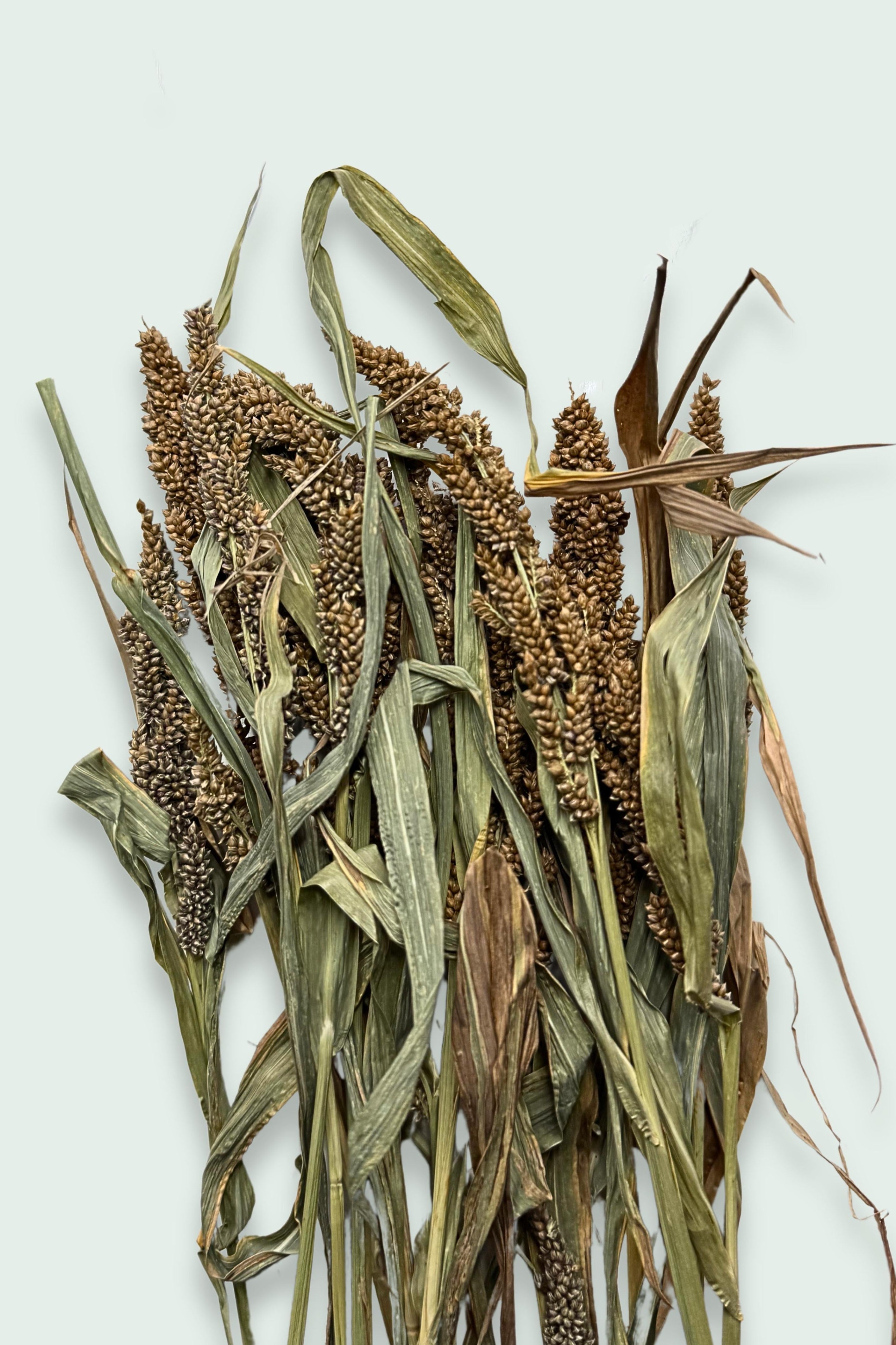 A bundle of dried Japanese millet sprays with green leaves and dense seed clusters, set against a light background.